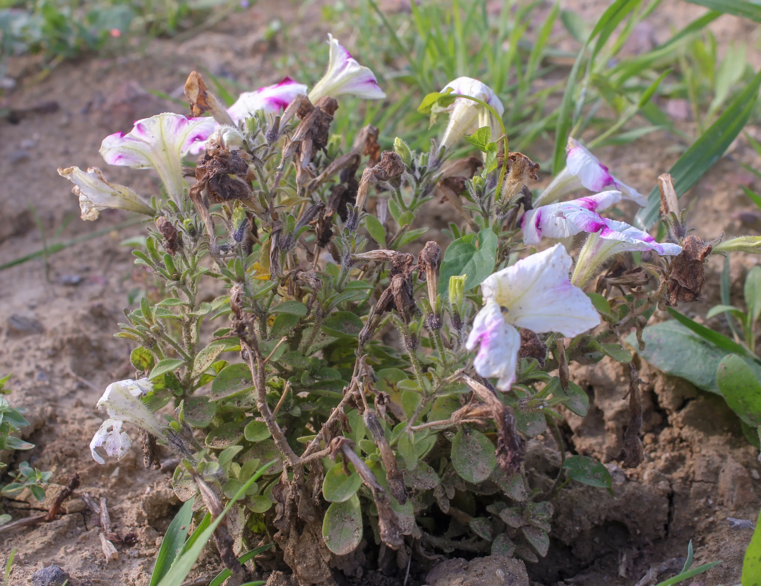 Petunia × atkinsiana