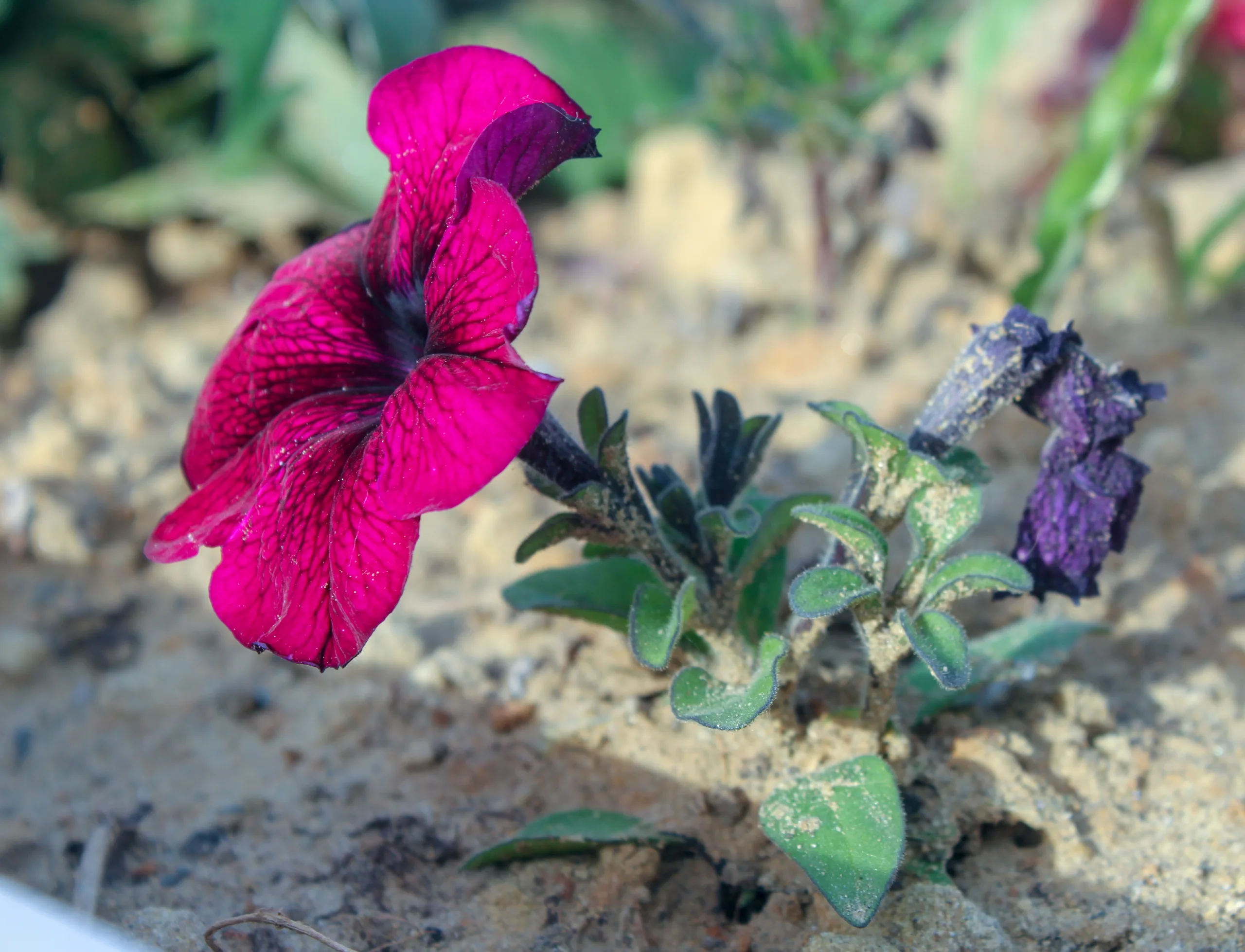 Petunia × atkinsiana