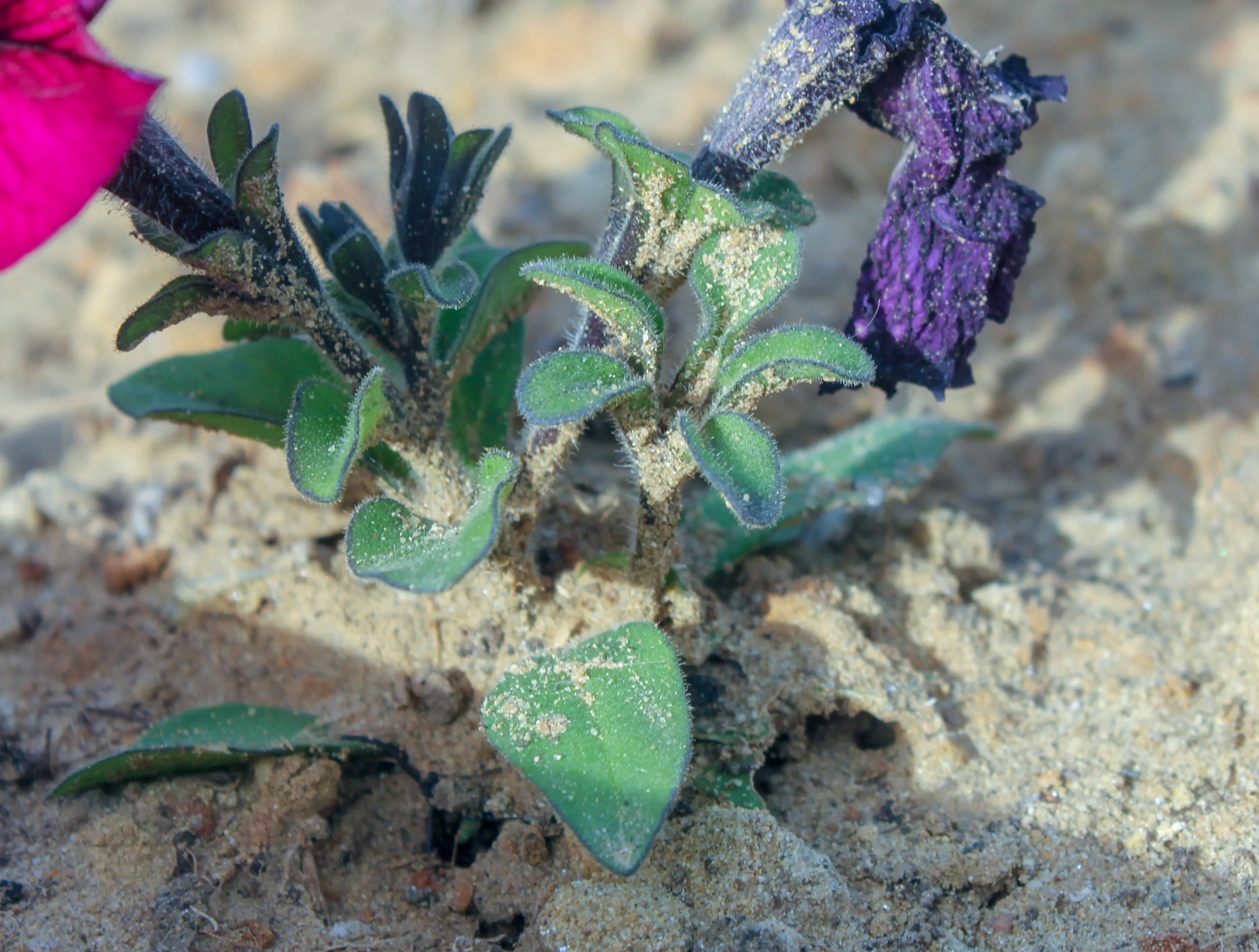 Petunia × atkinsiana