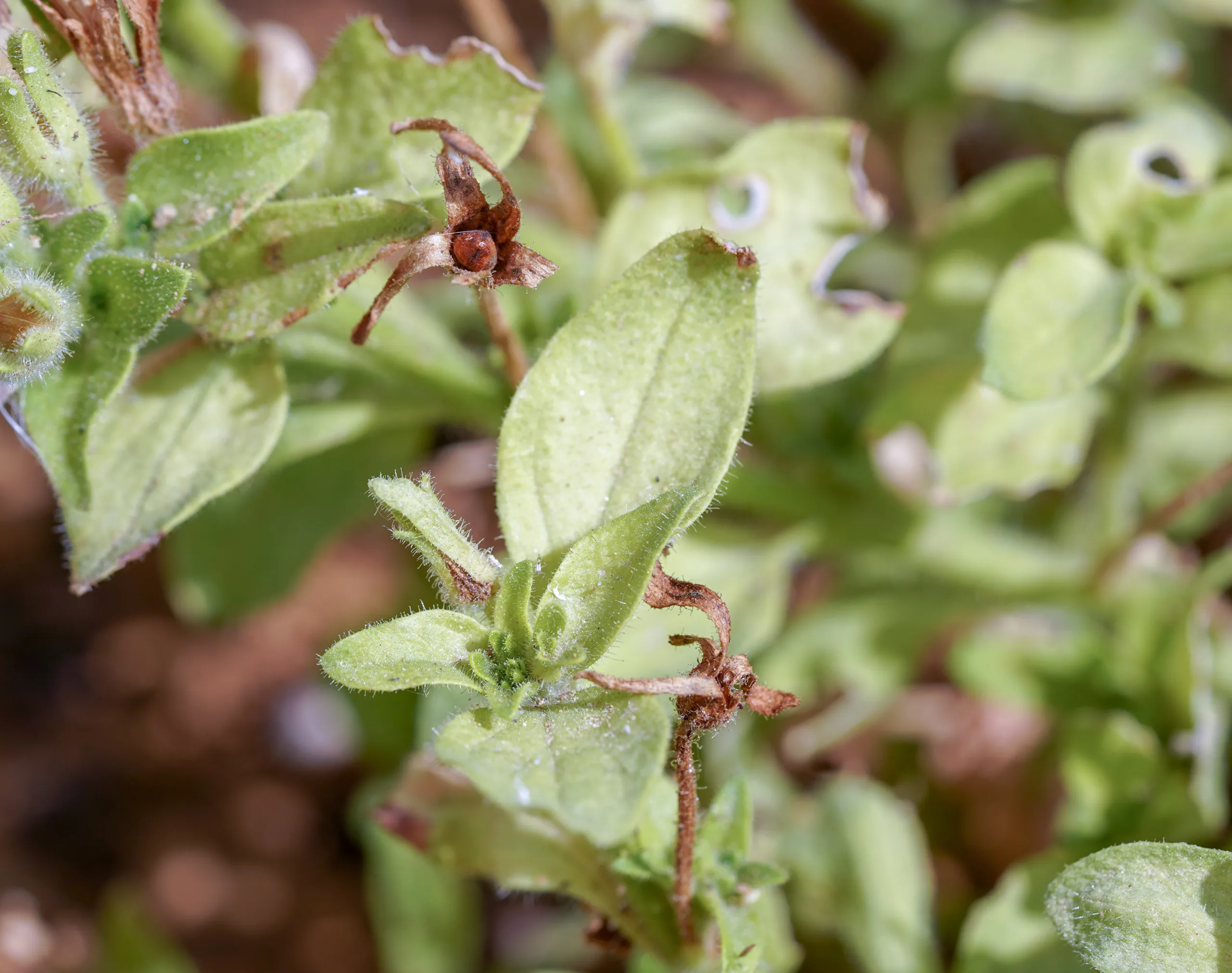 Petunia × atkinsiana