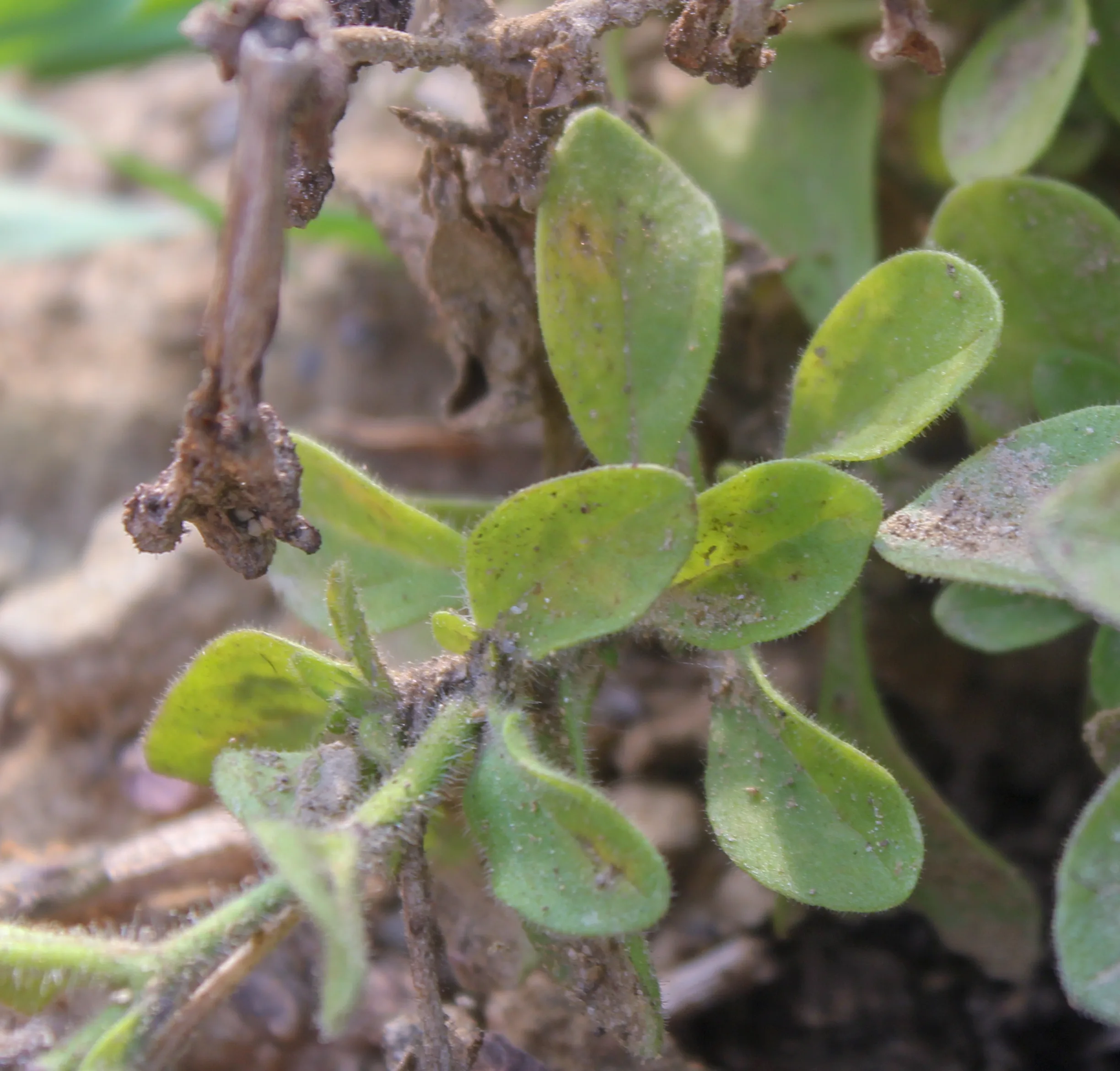 Petunia × atkinsiana