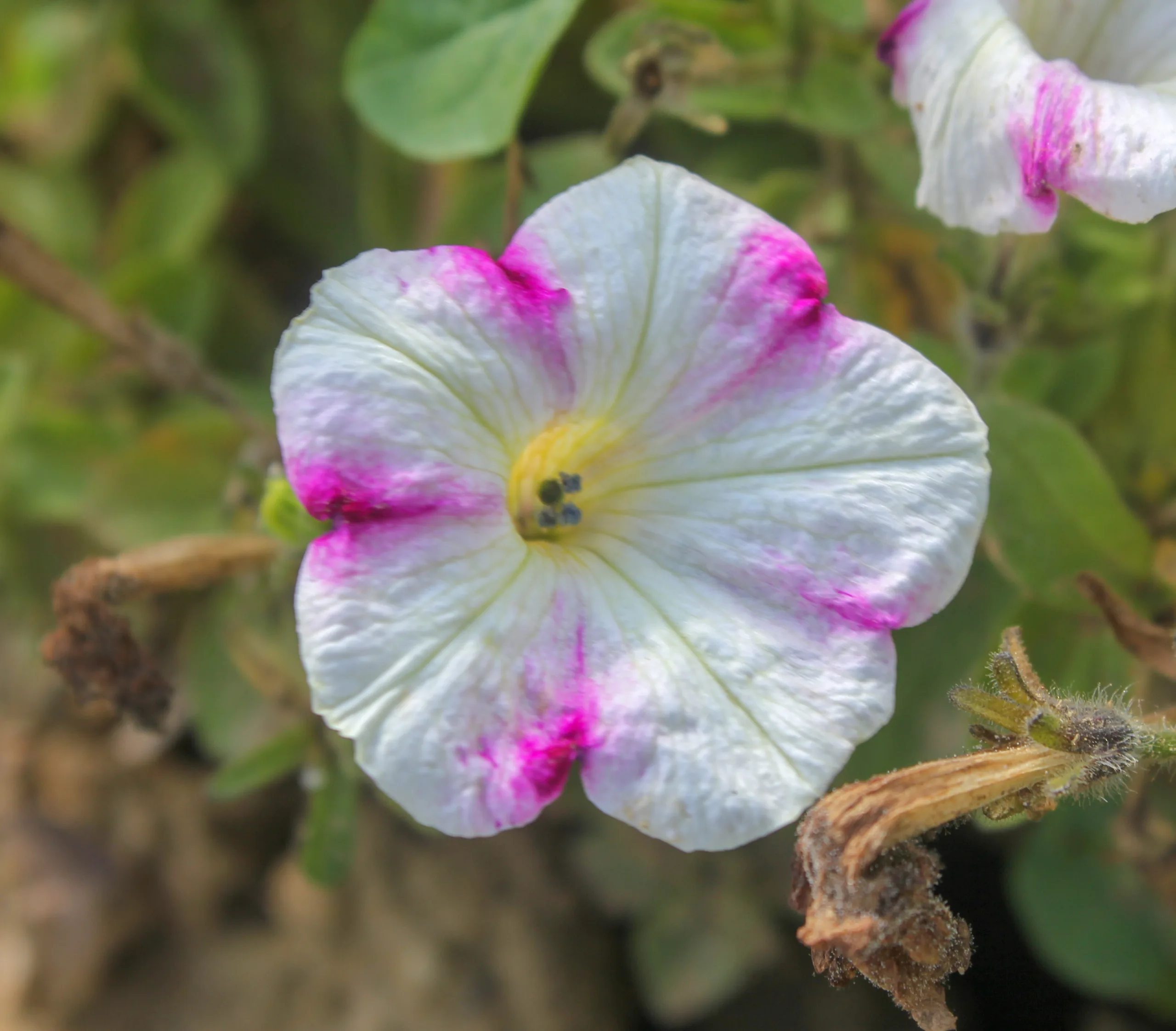 Petunia × atkinsiana