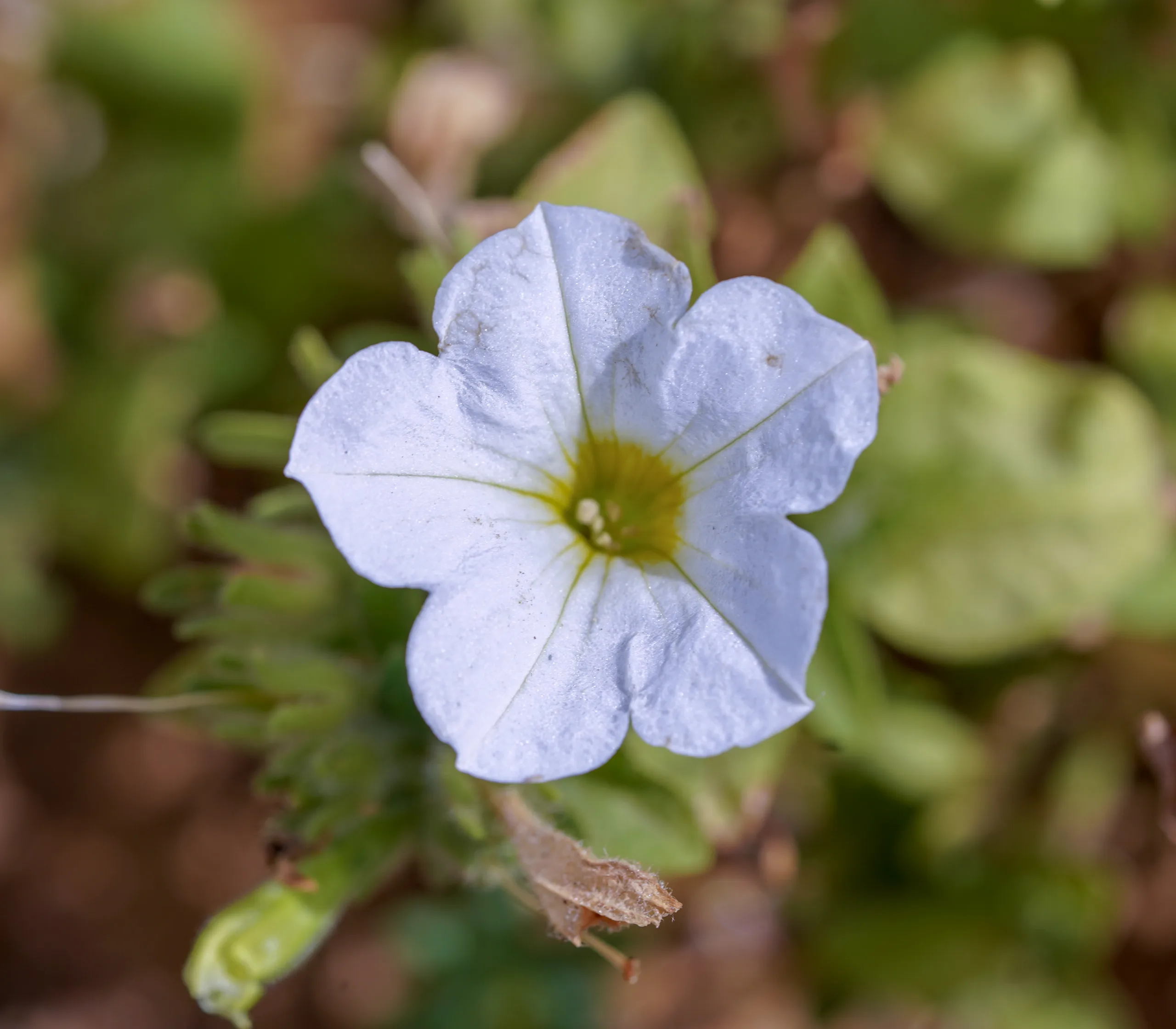 Petunia × atkinsiana