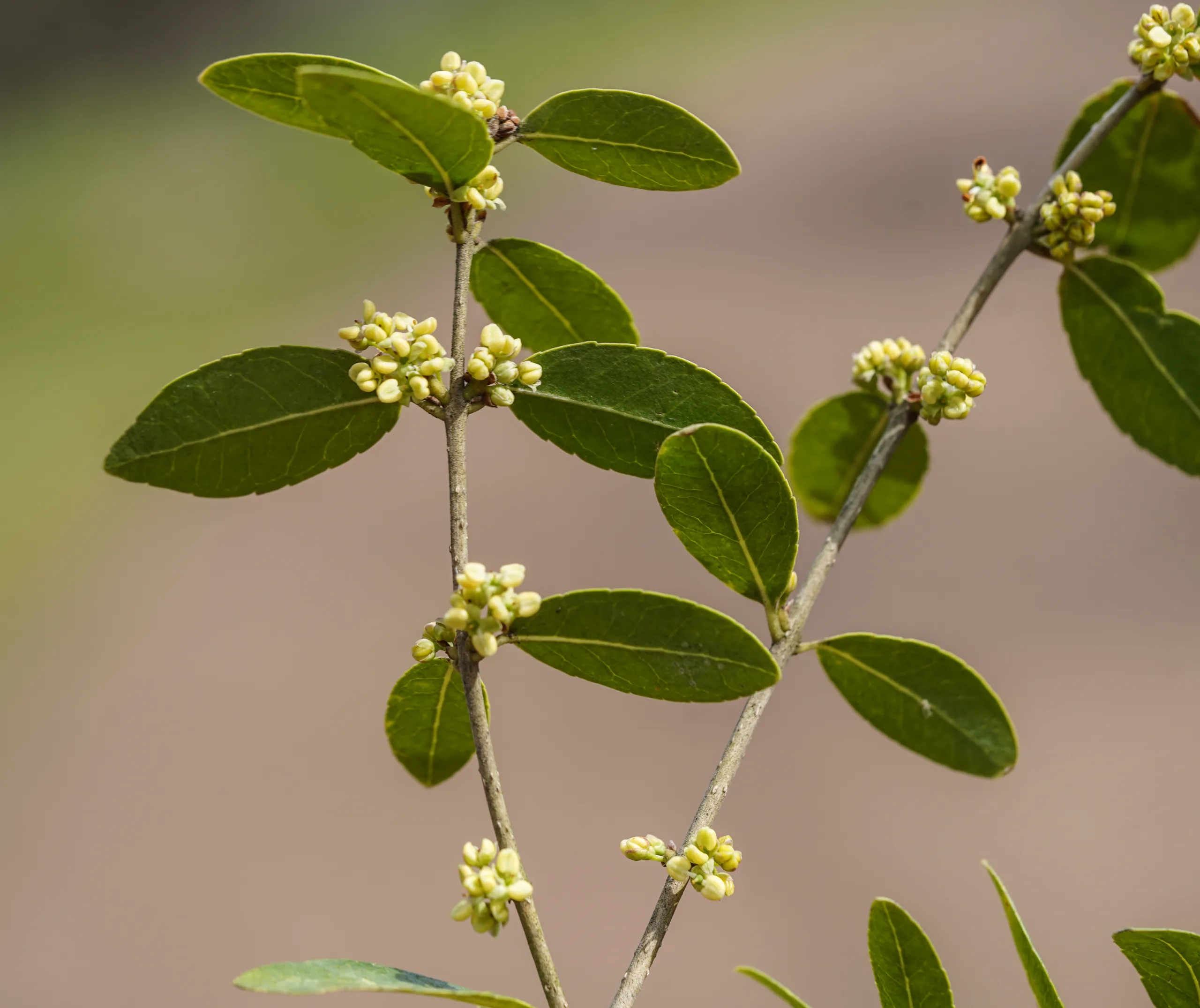 Phillyrea latifolia