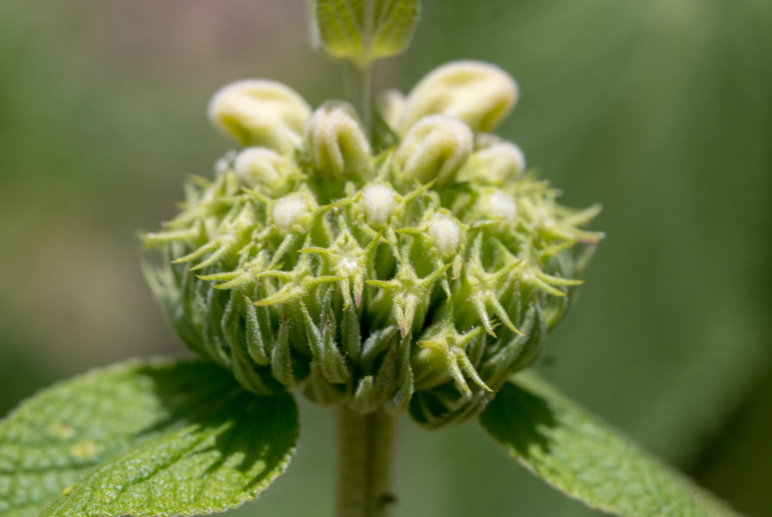 Phlomis russeliana