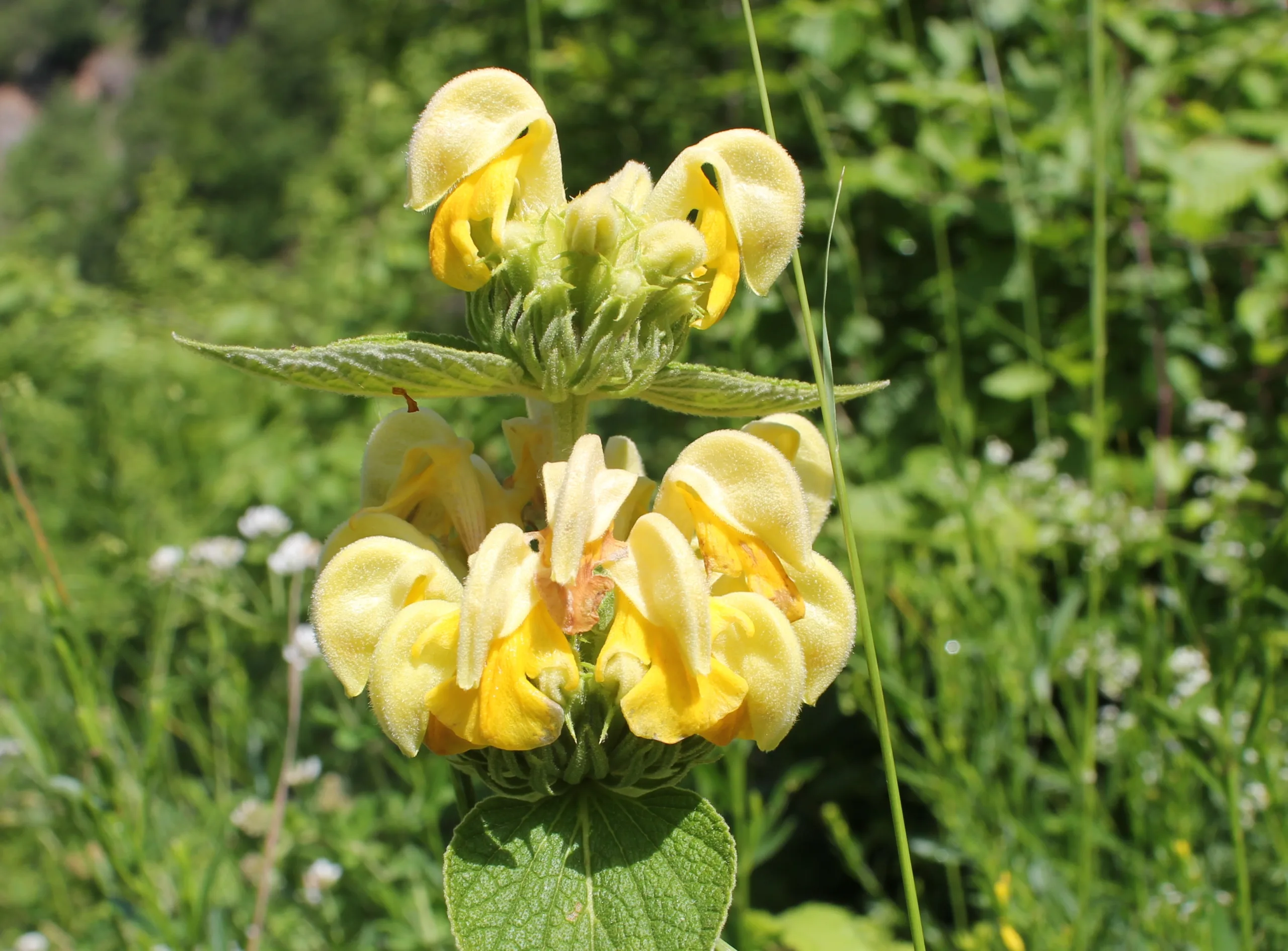 Phlomis russeliana