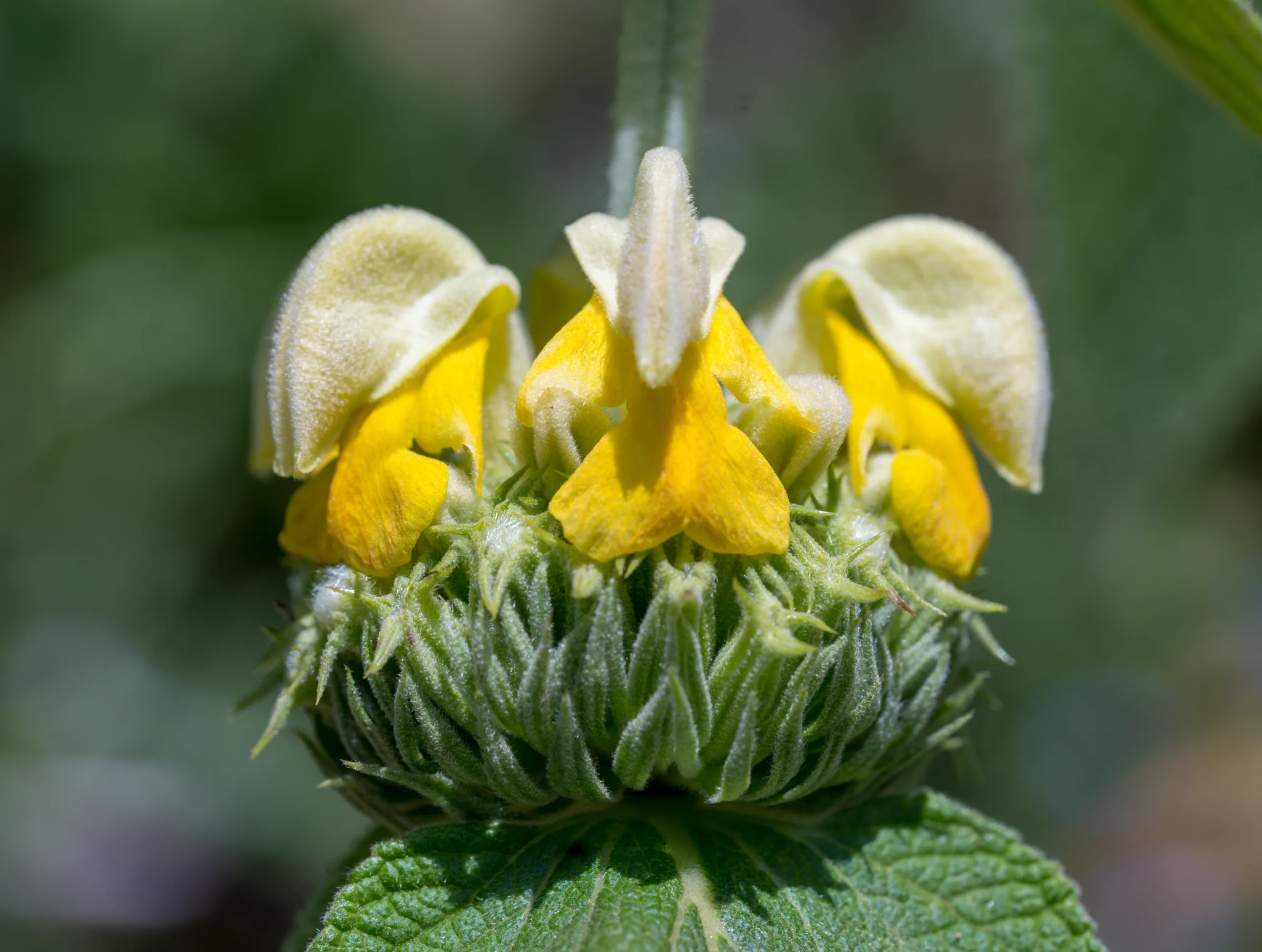 Phlomis russeliana