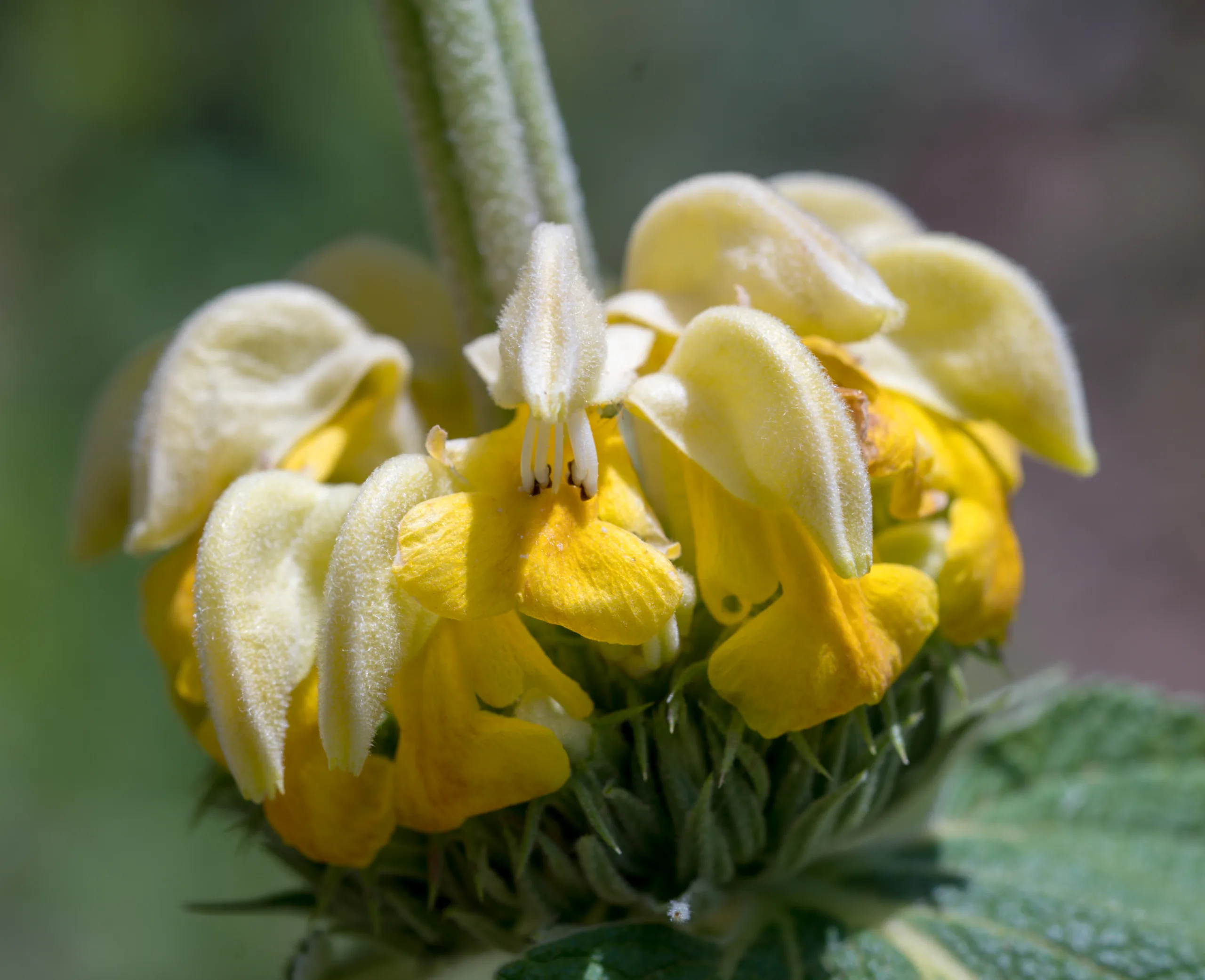 Phlomis russeliana