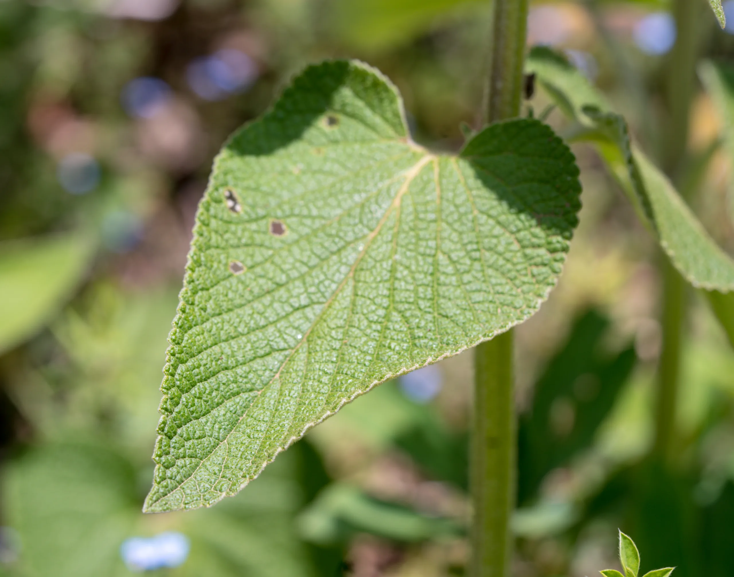 Phlomis russeliana