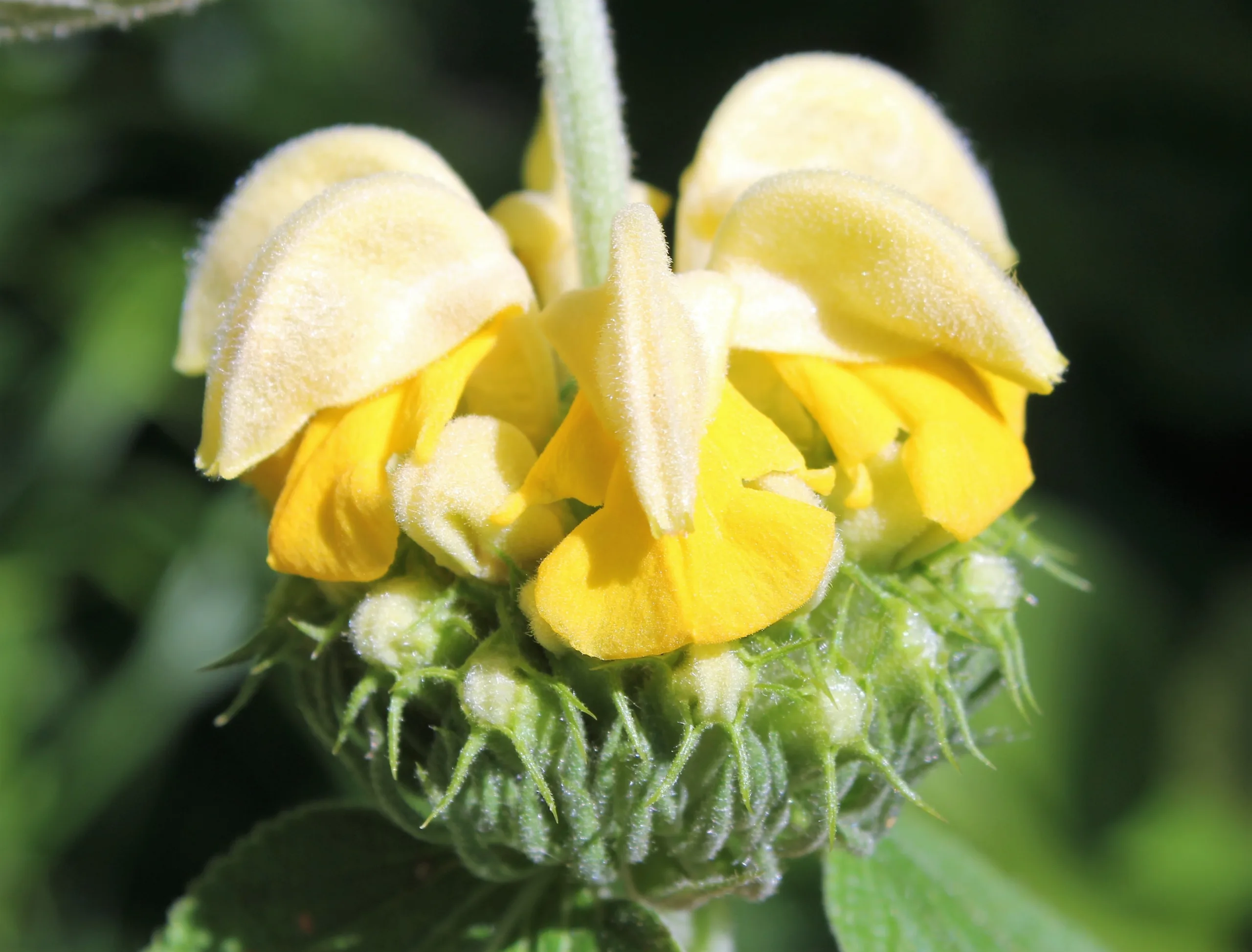 Phlomis russeliana
