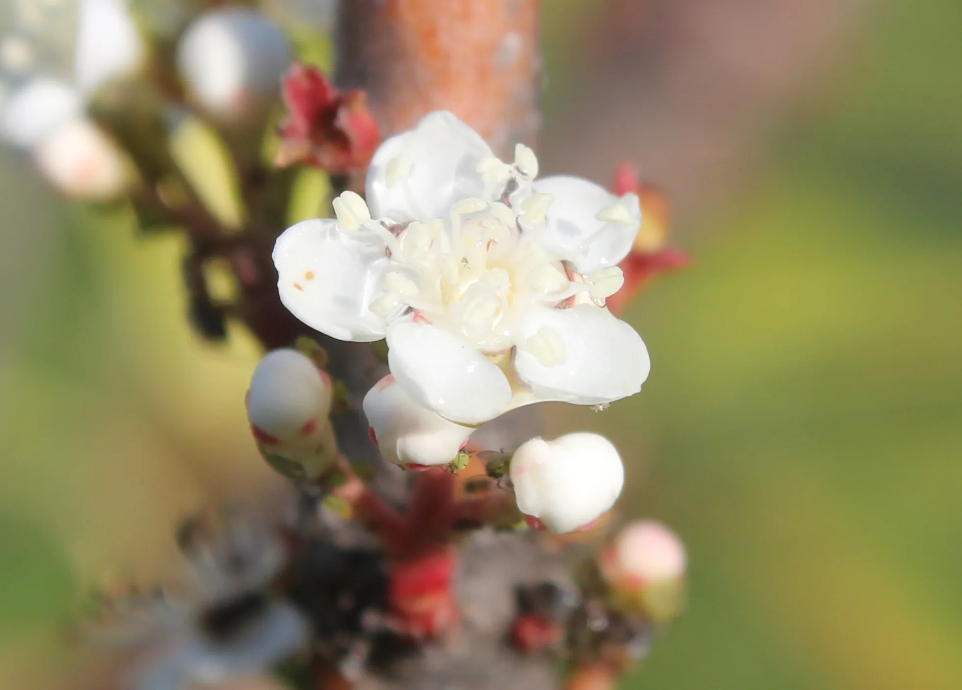 Photinia (Alevçalısı)