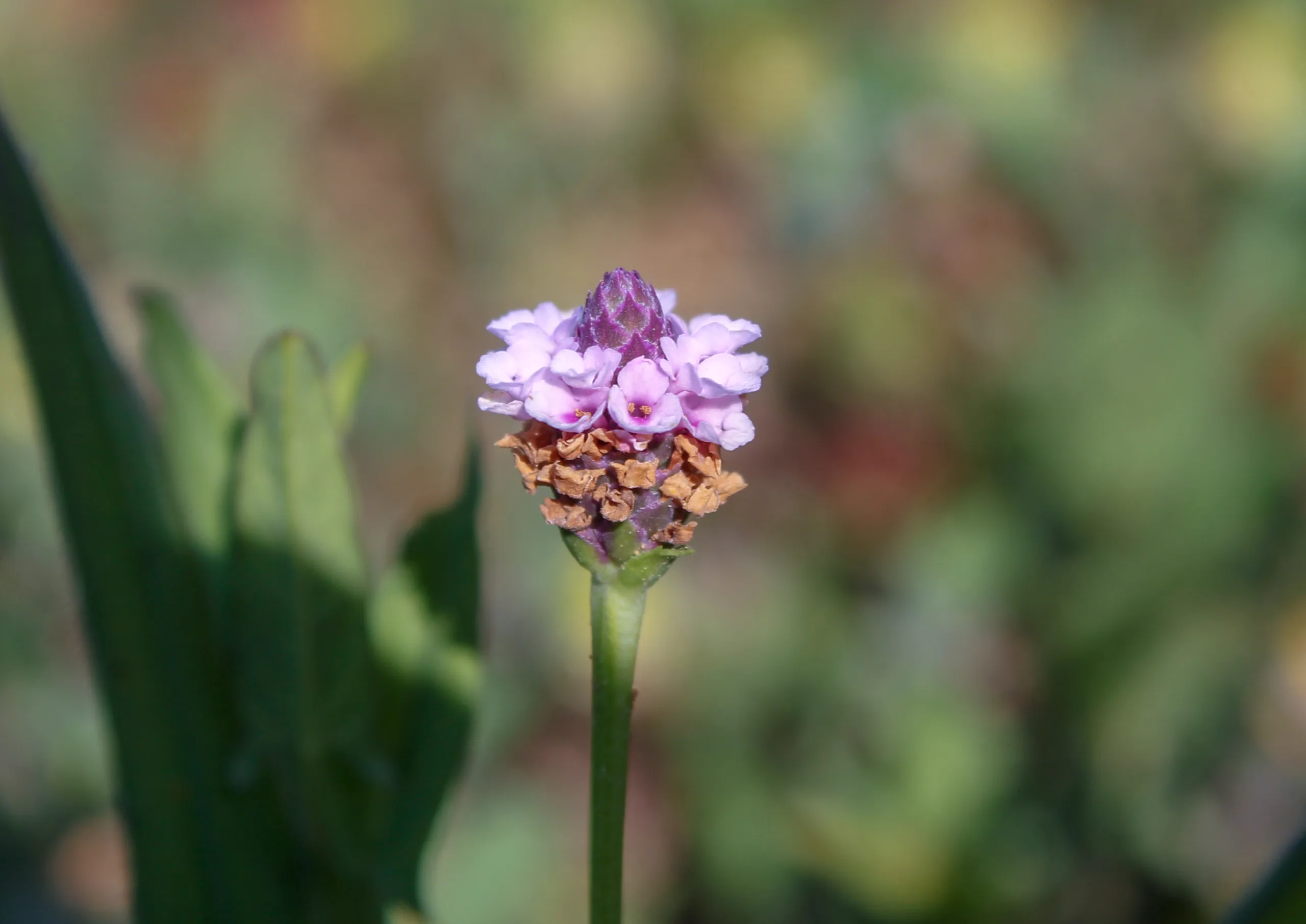 Phyla nodiflora var. minor