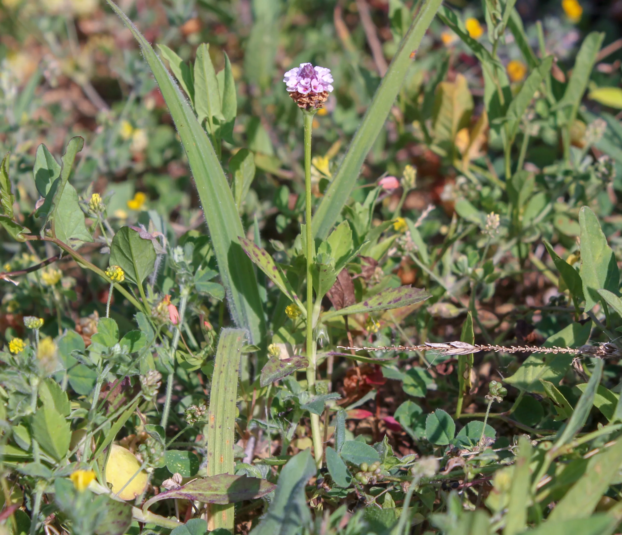 Phyla nodiflora var. minor