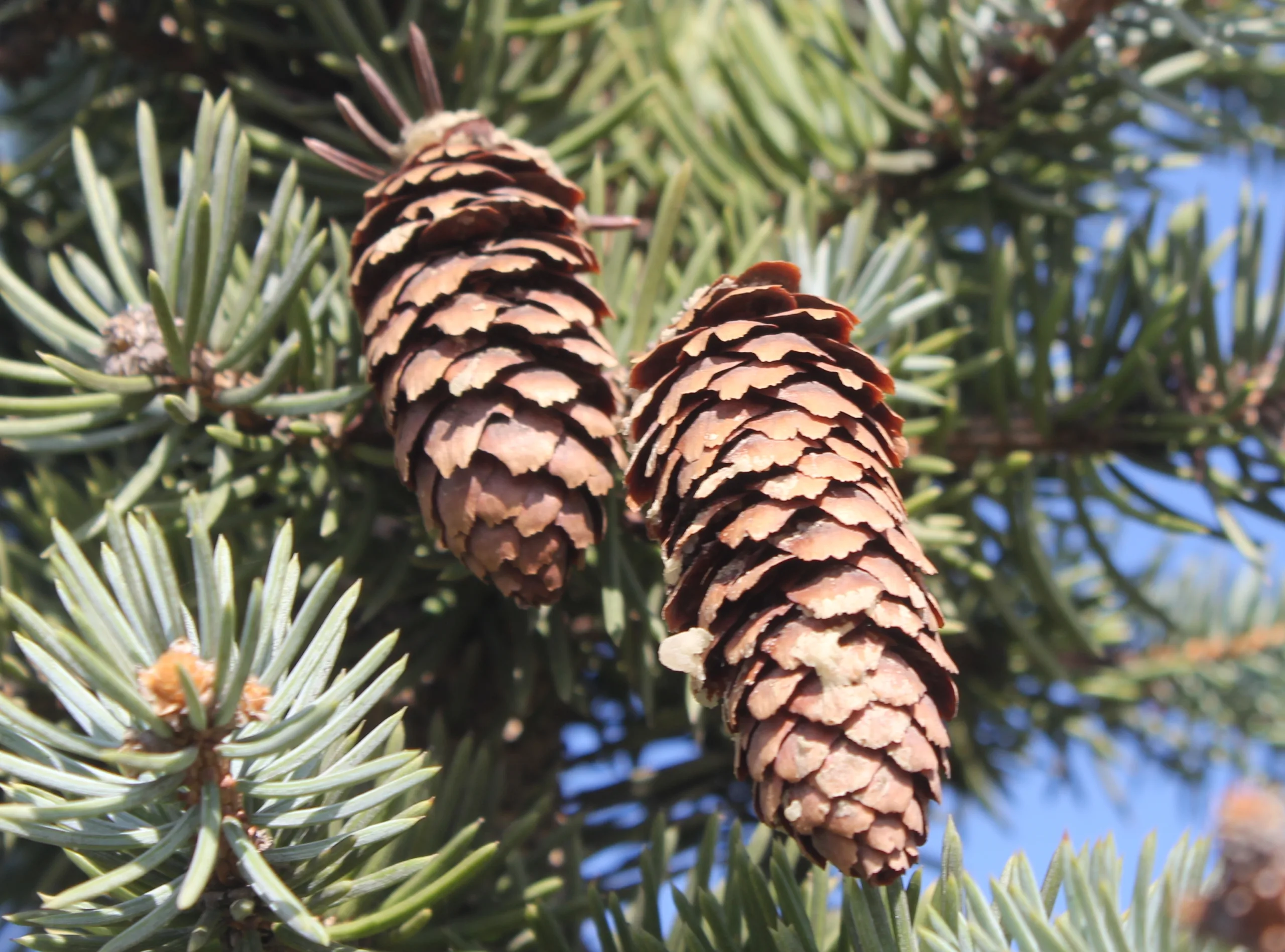 Picea pungens (Mavi ladin)
