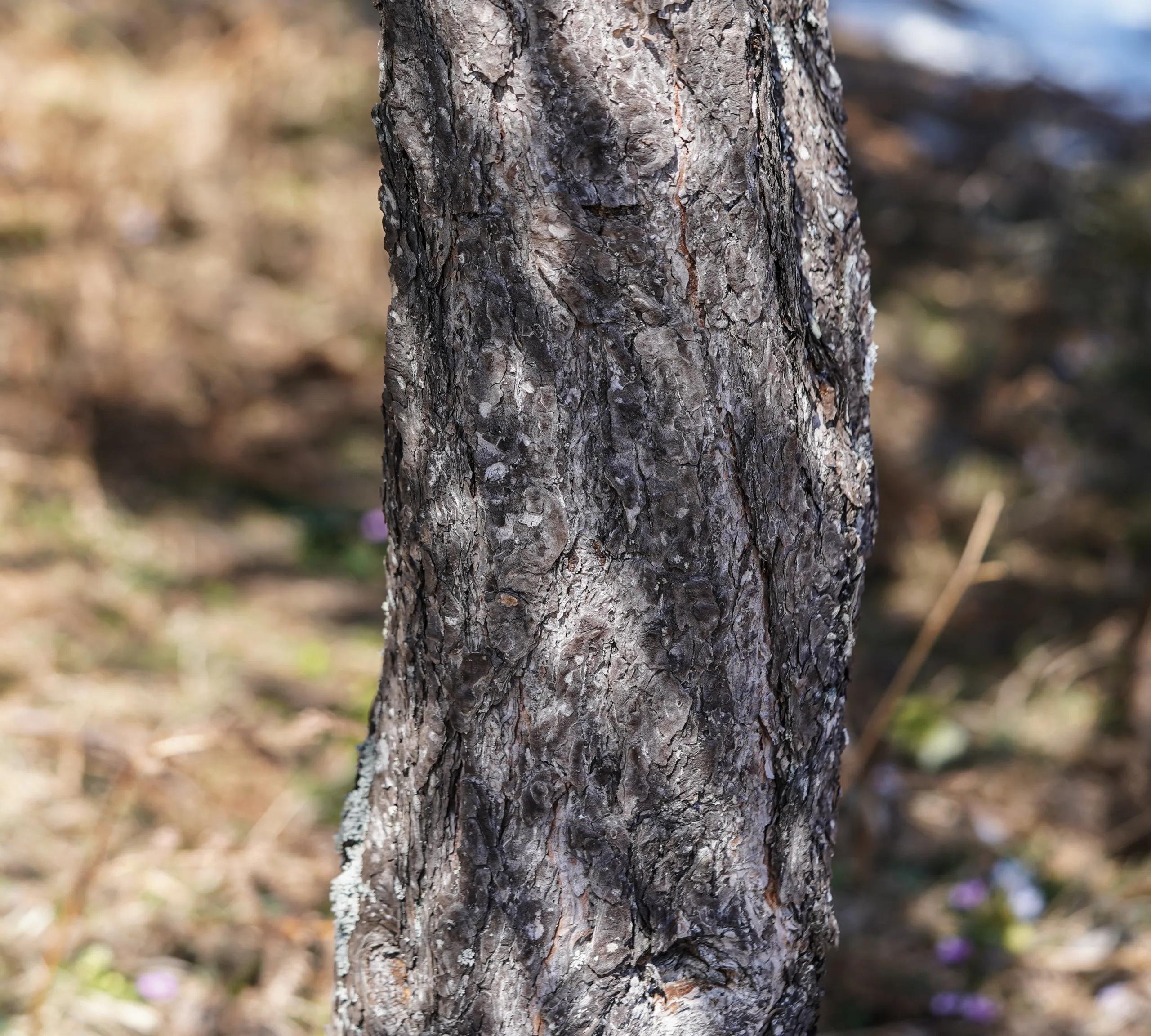 Pinus nigra subsp. pallasiana