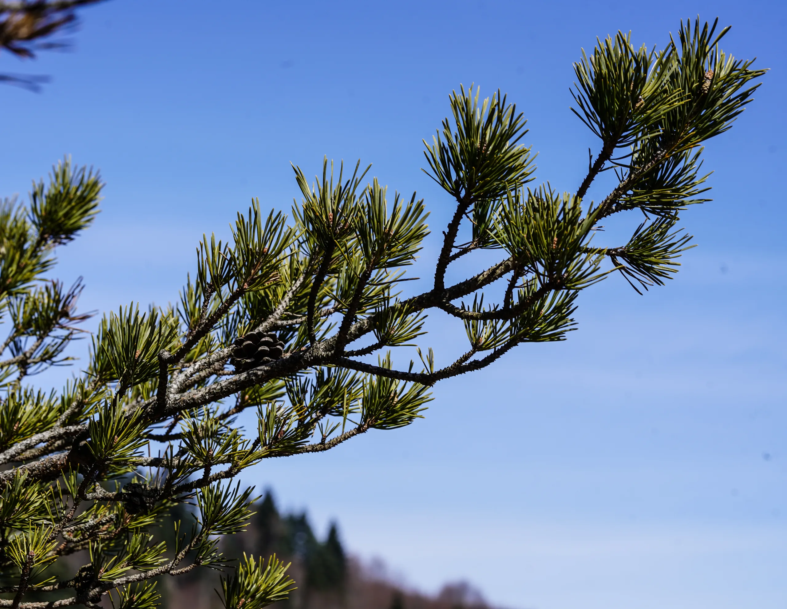 Pinus nigra subsp. pallasiana