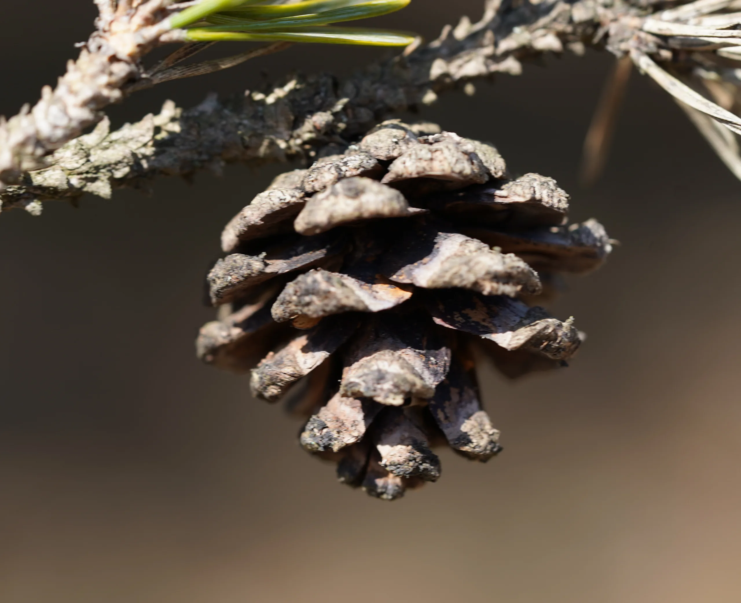 Pinus nigra subsp. pallasiana
