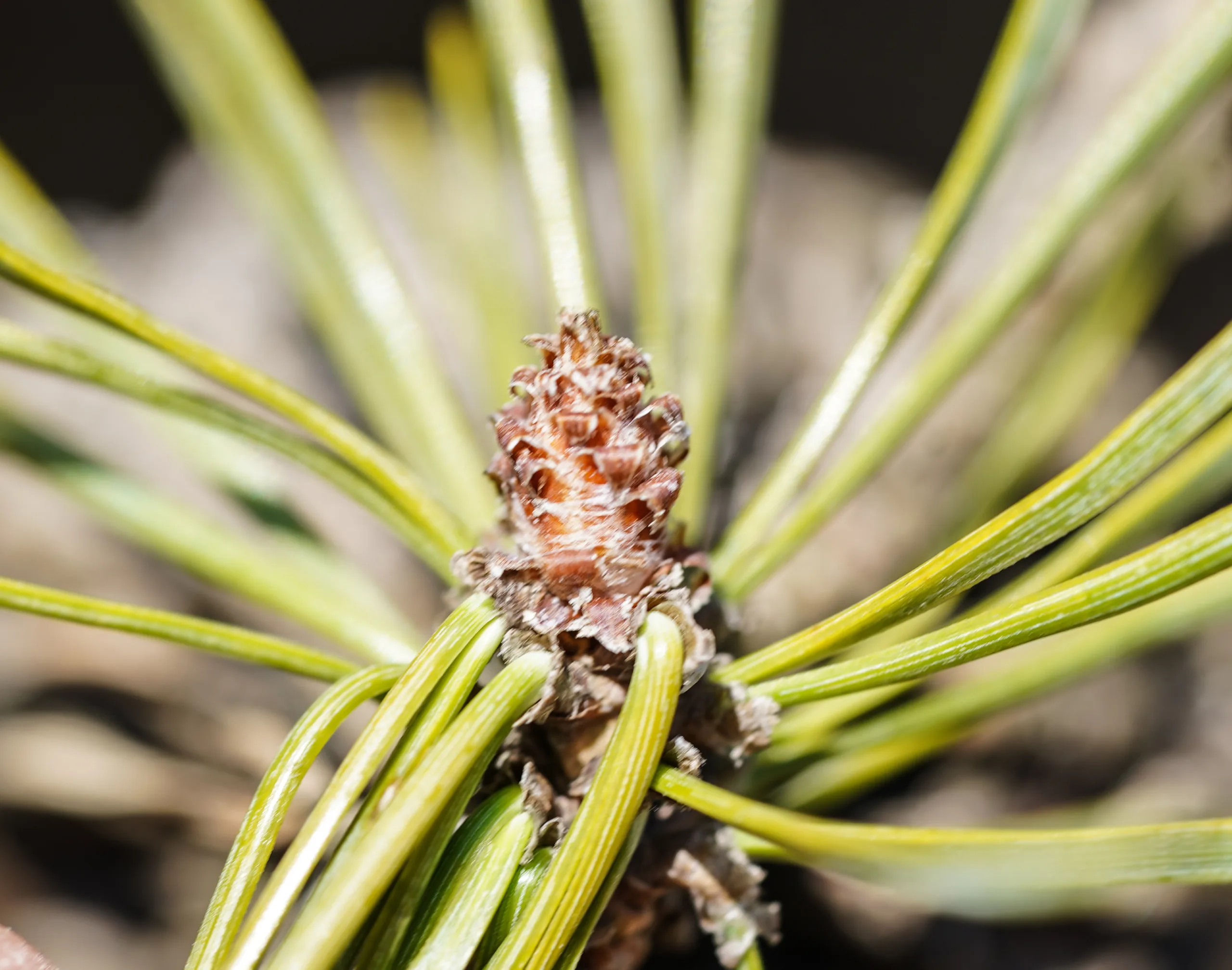 Pinus nigra subsp. pallasiana