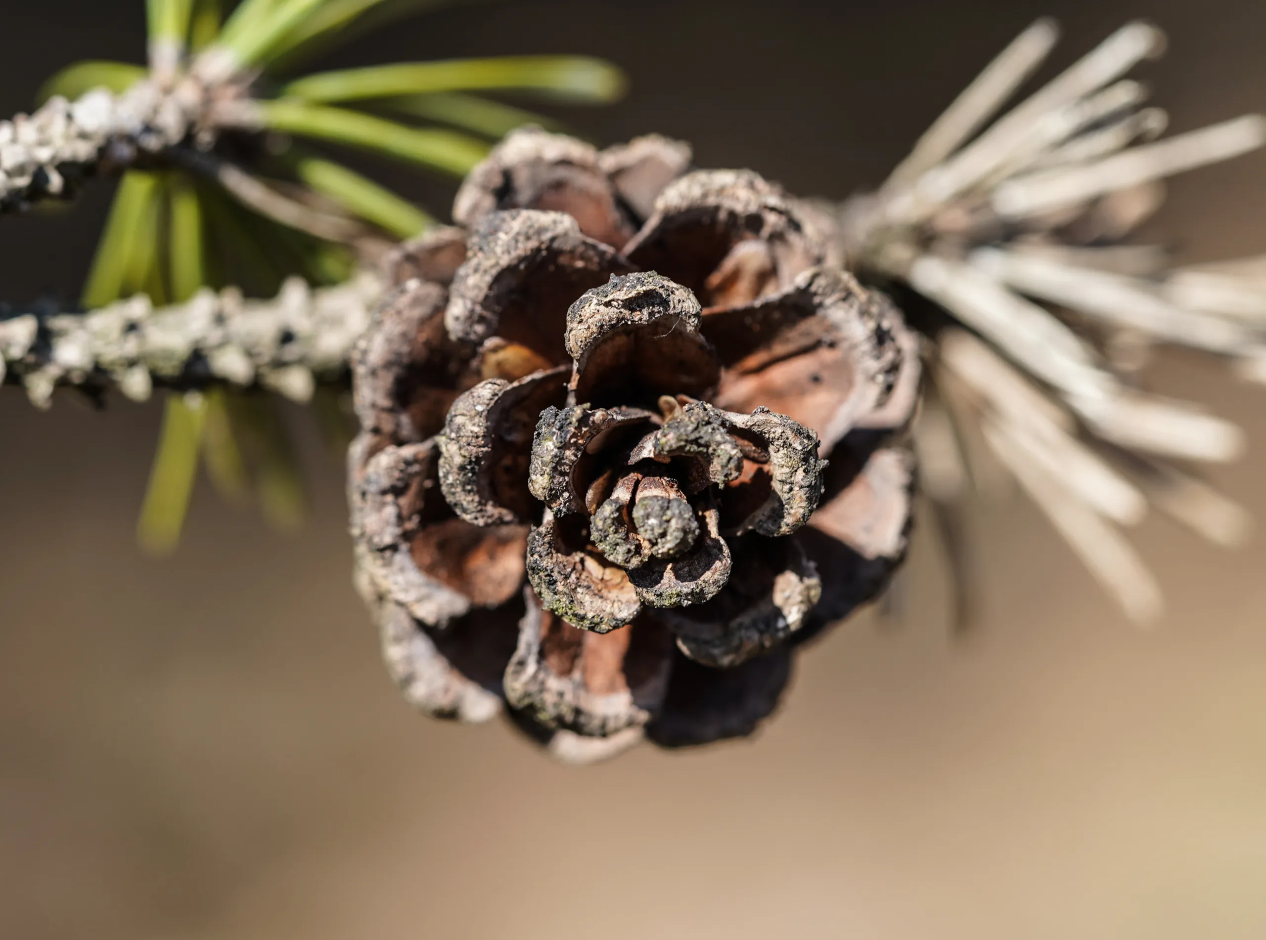 Pinus nigra subsp. pallasiana