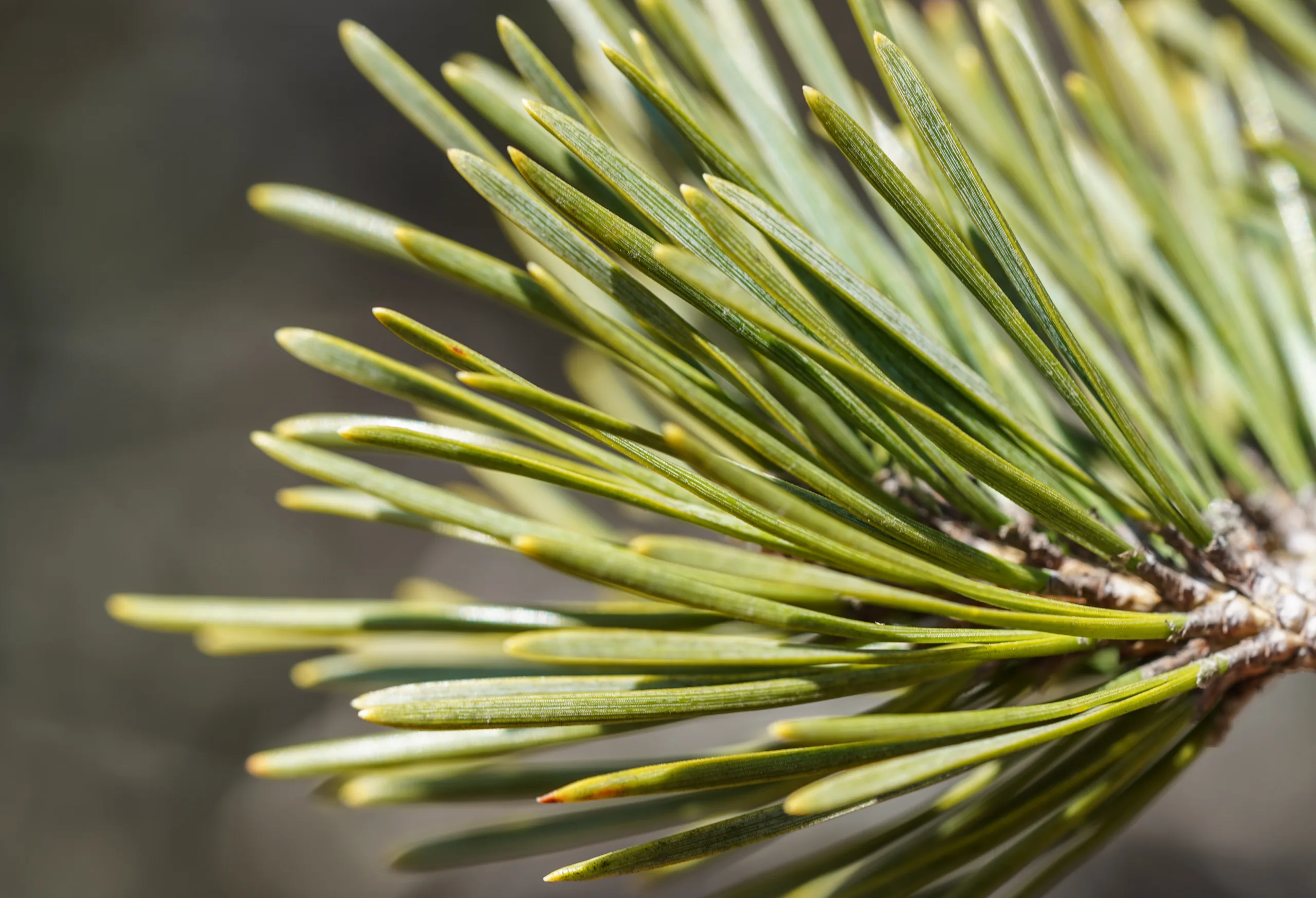 Pinus nigra subsp. pallasiana
