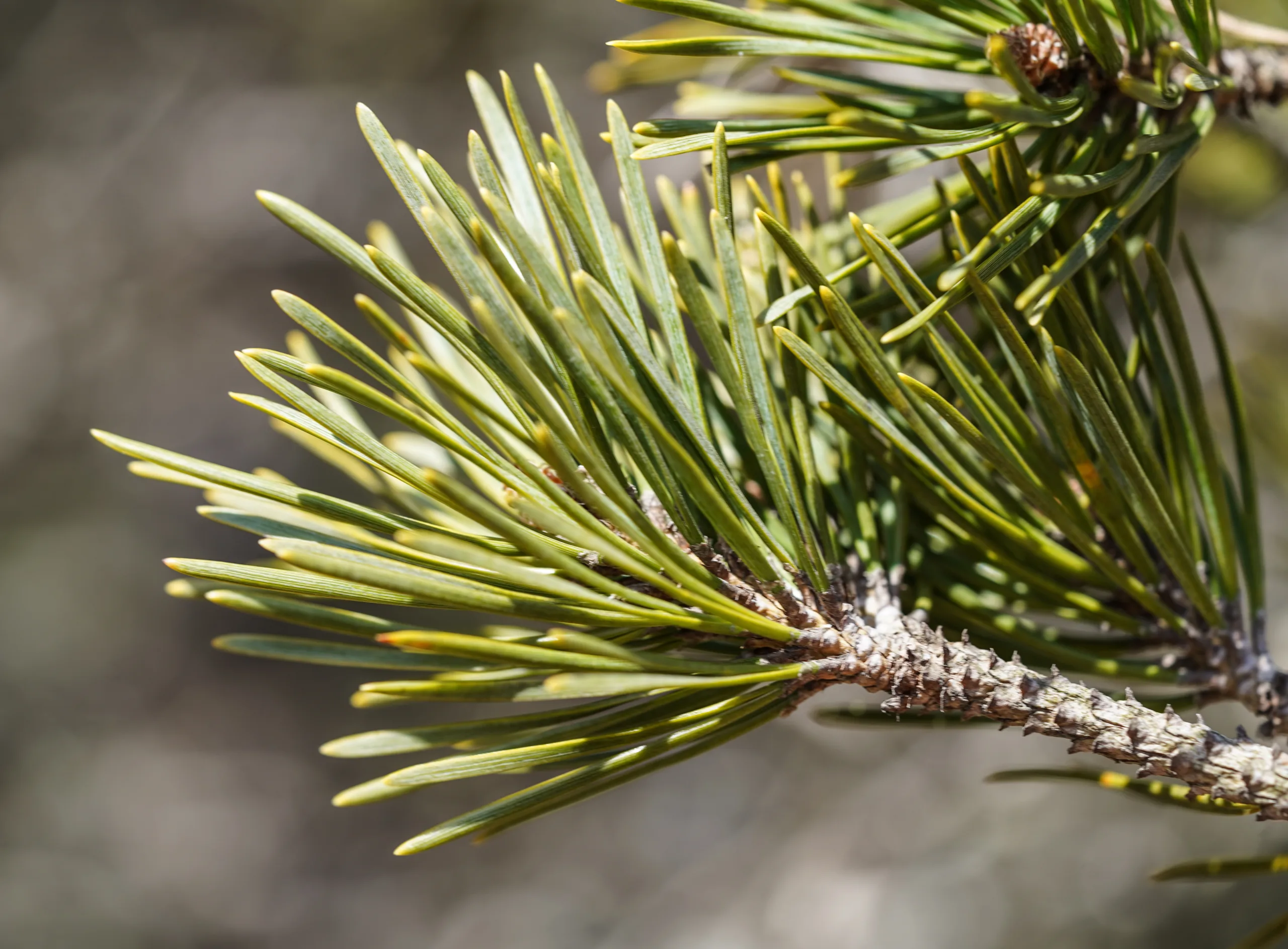 Pinus nigra subsp. pallasiana