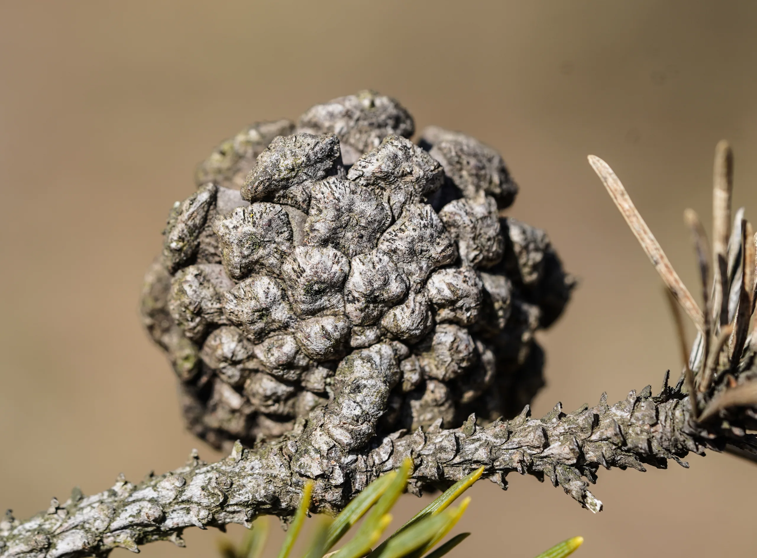Pinus nigra subsp. pallasiana