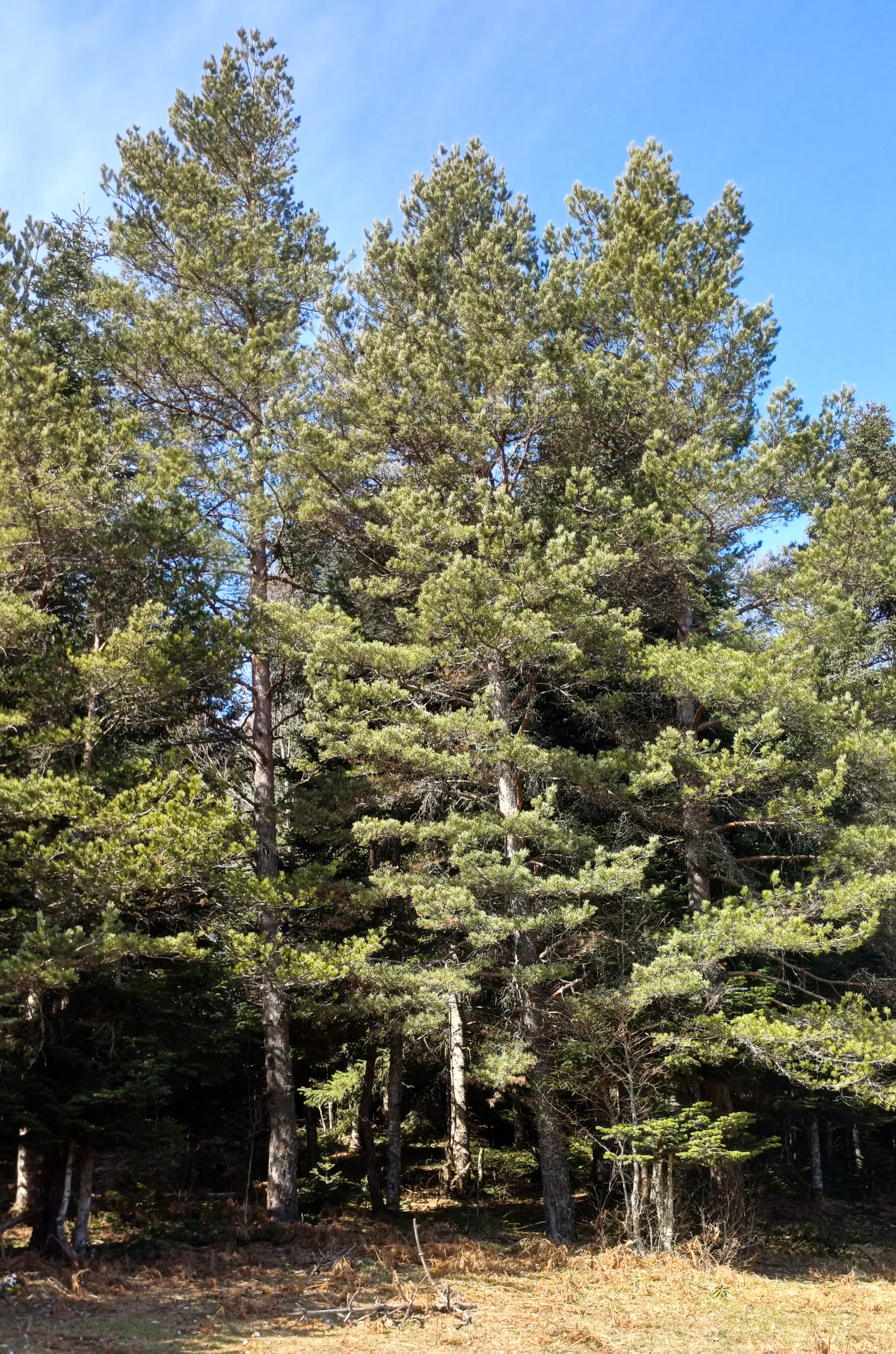 Pinus nigra subsp. pallasiana