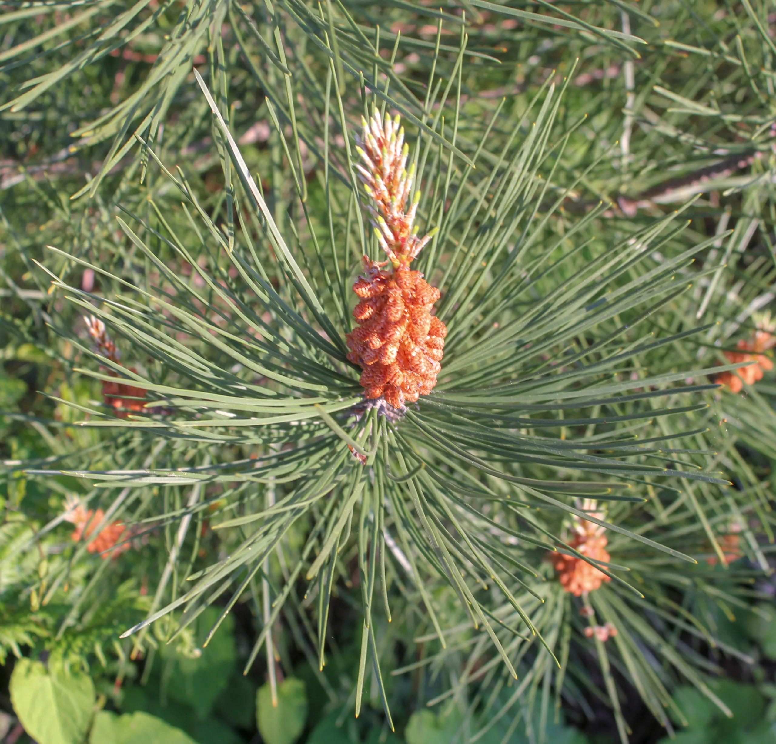Pinus pinaster