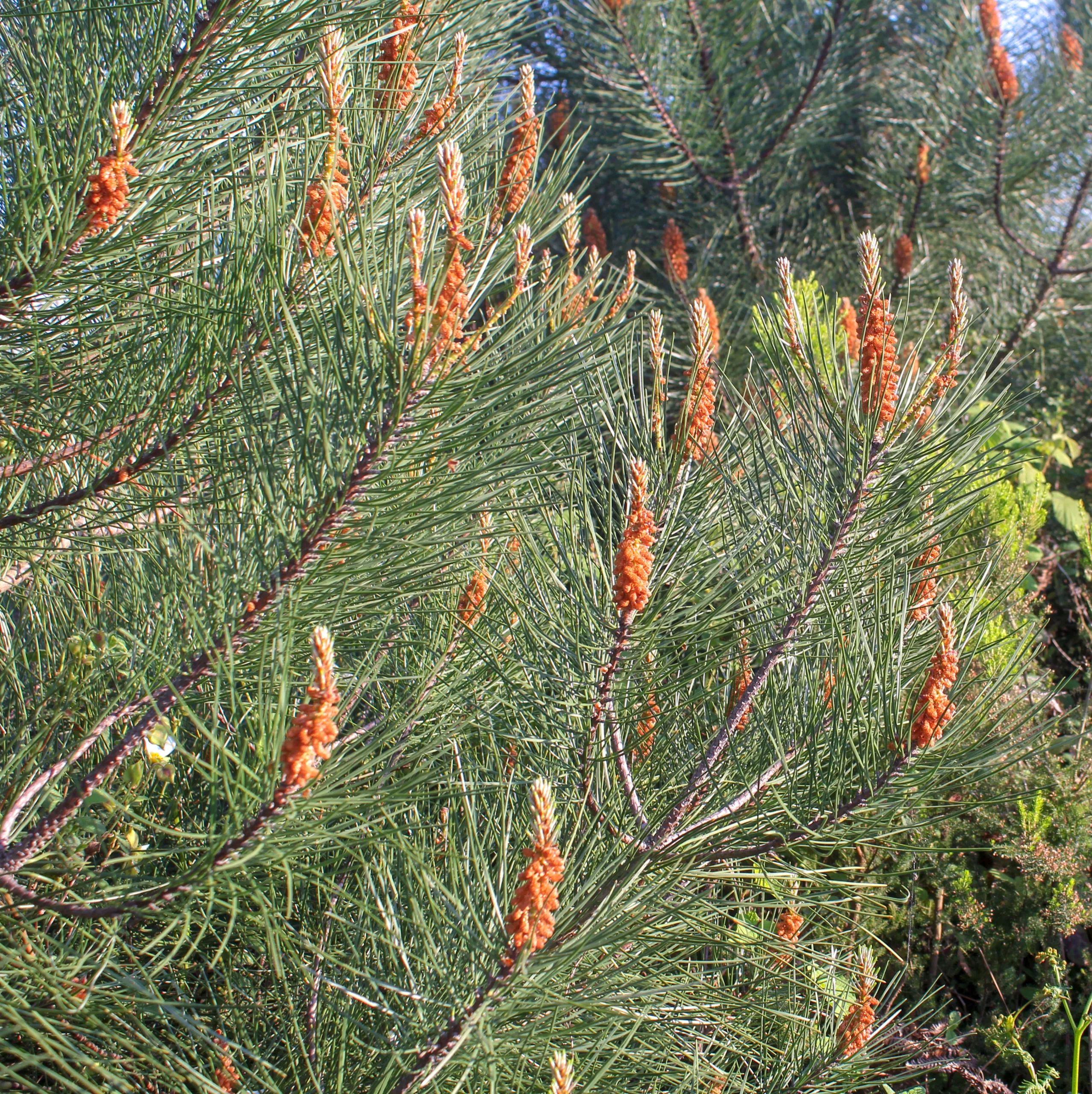 Pinus pinaster