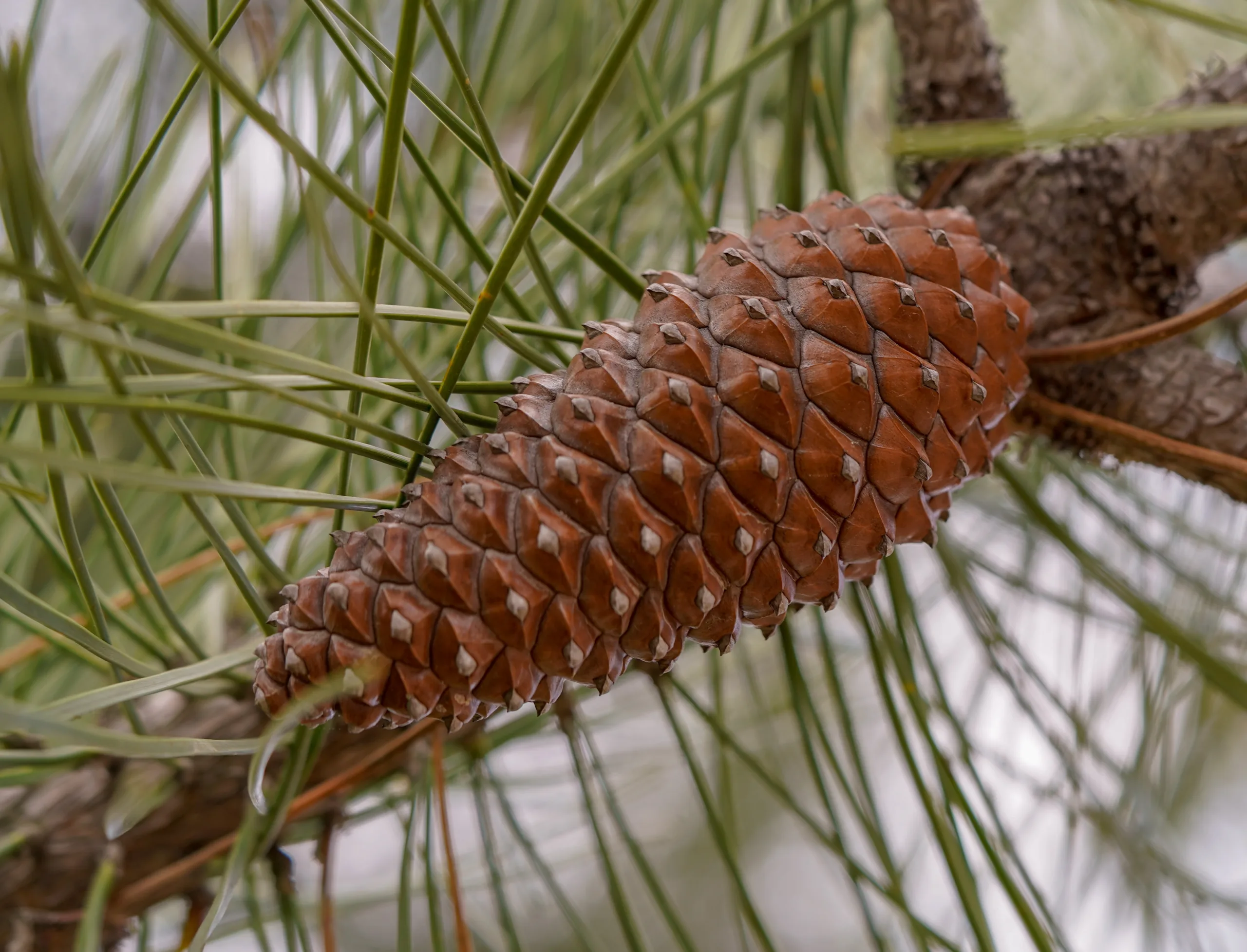 Pinus pinaster