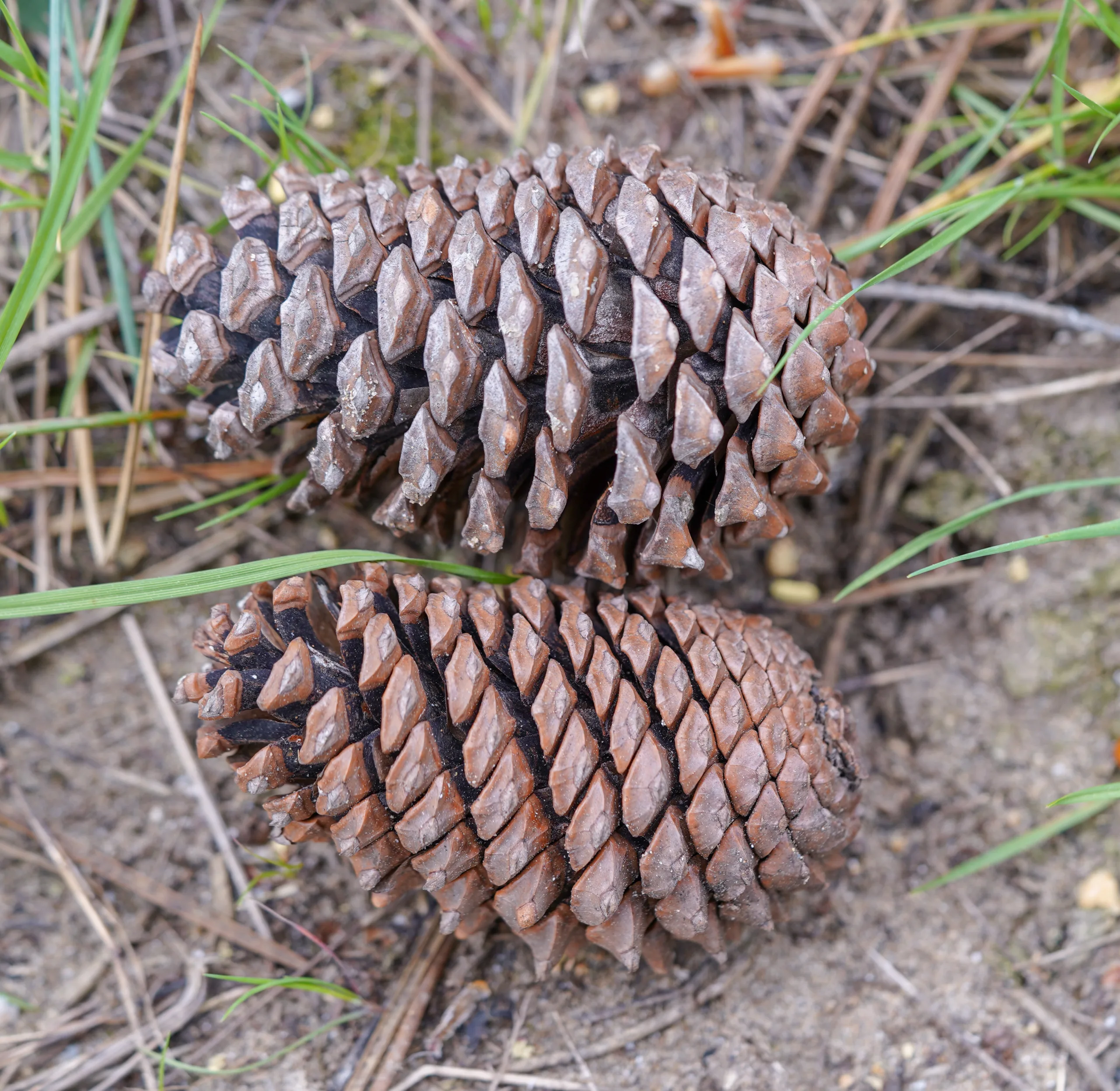 Pinus pinaster (Sahil çamı)