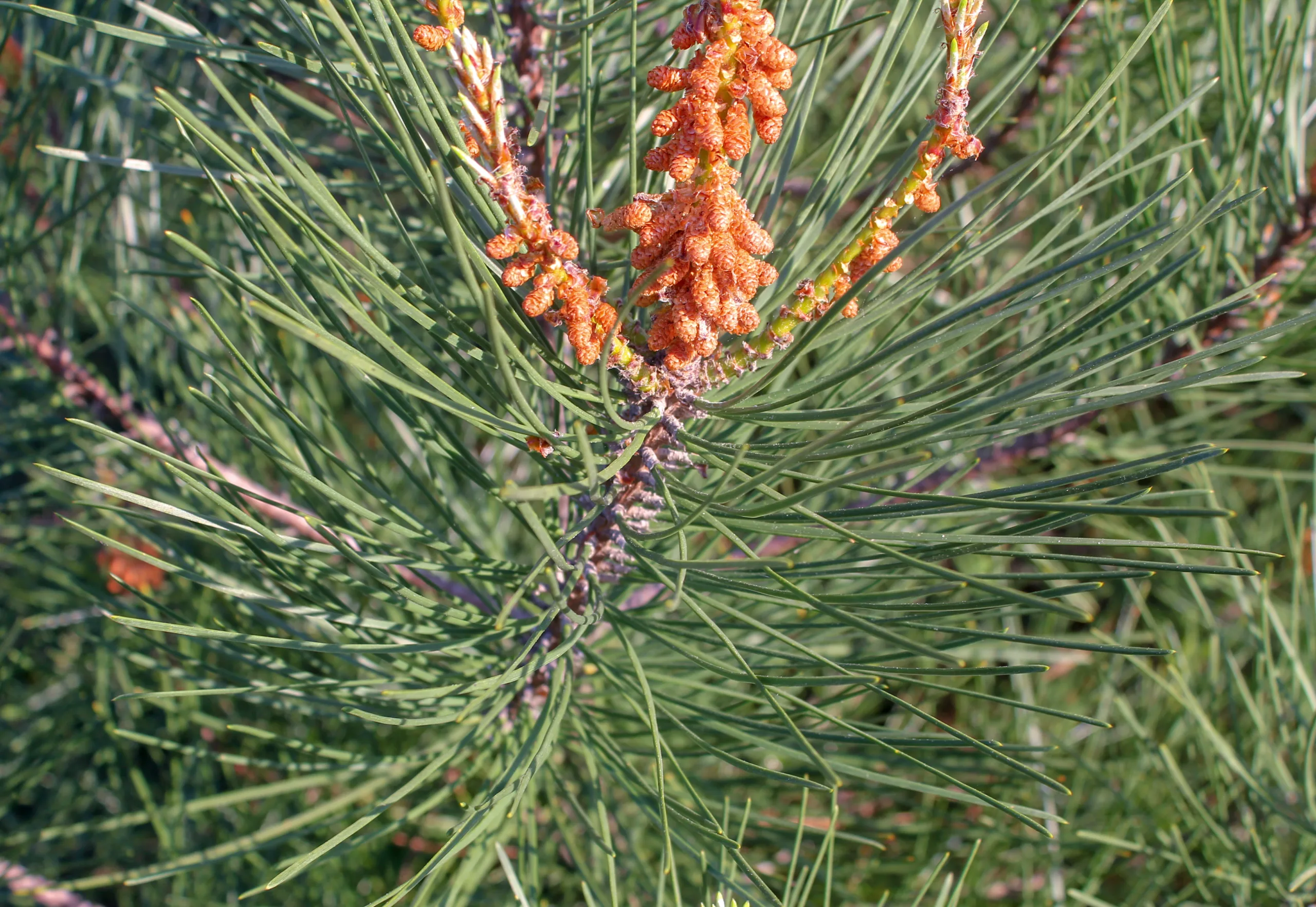 Pinus pinaster