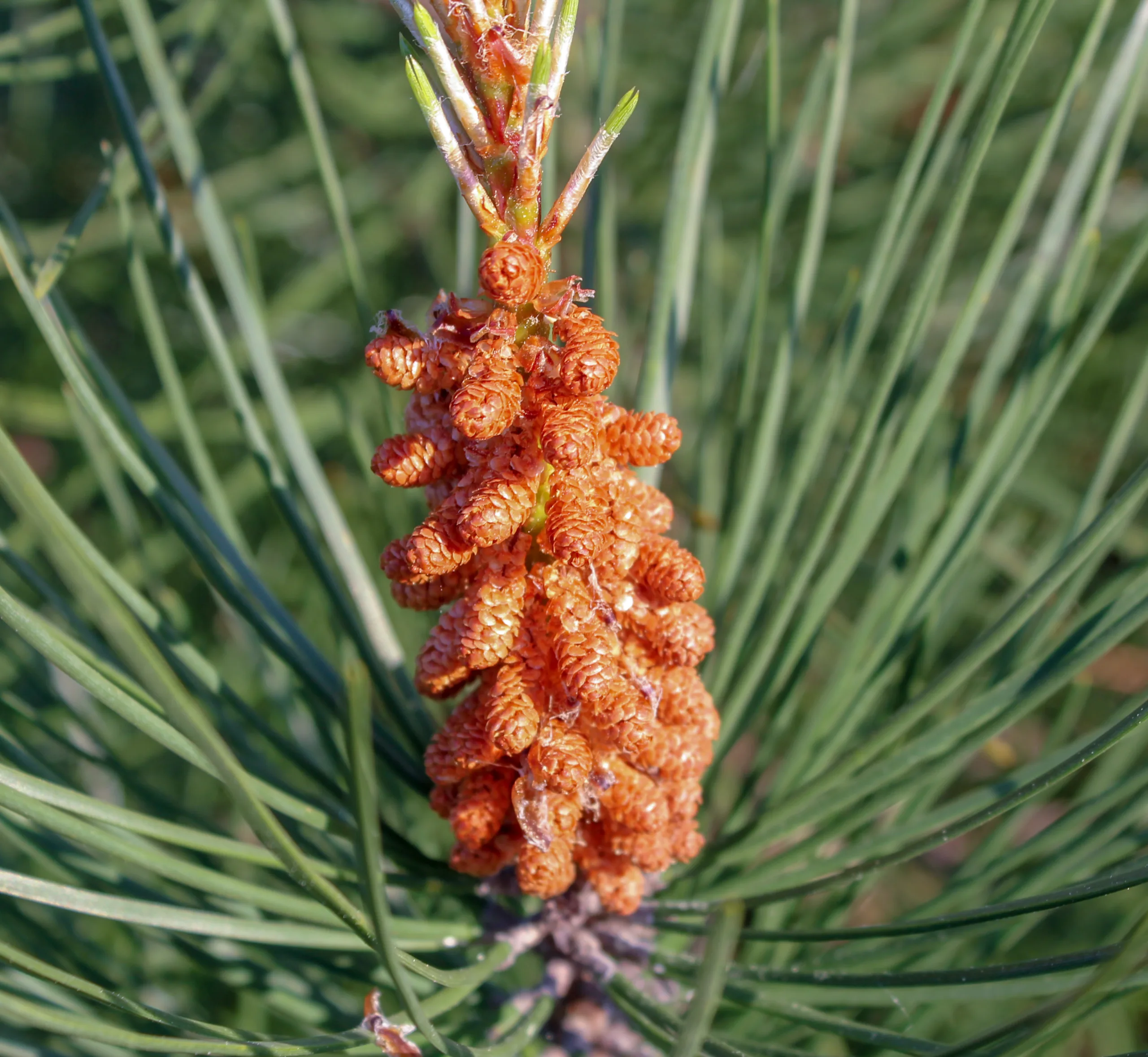 Pinus pinaster
