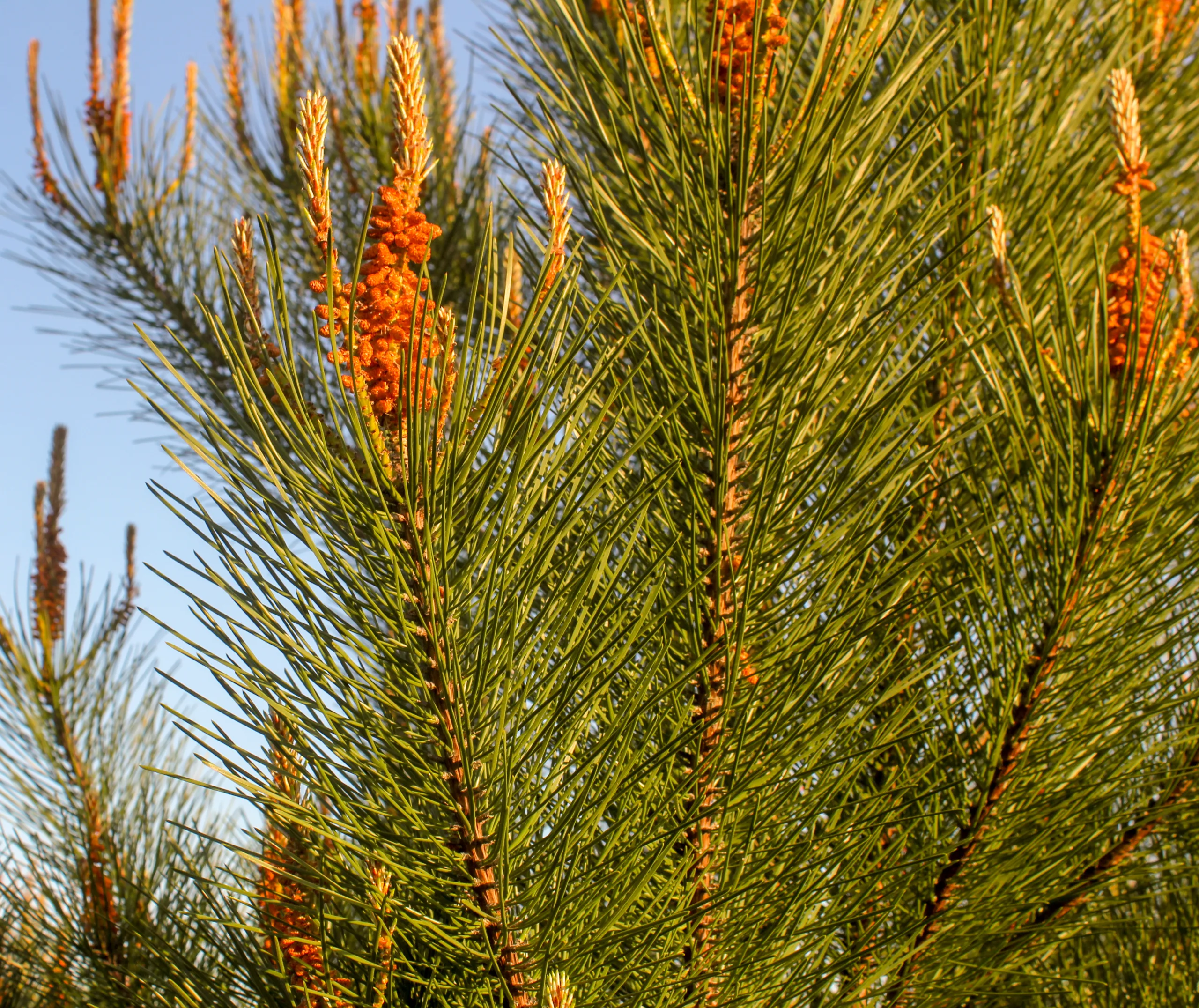 Pinus pinaster