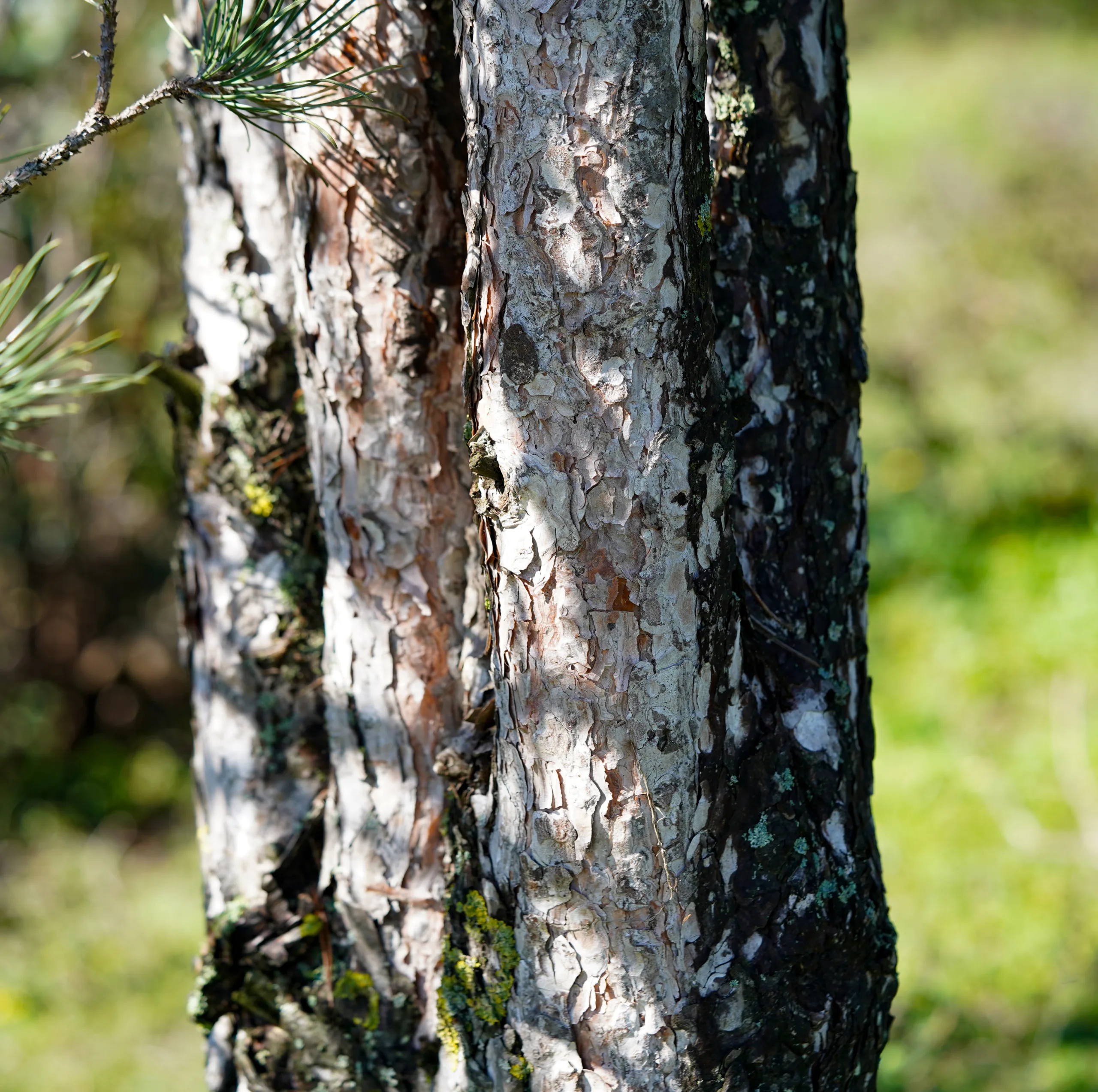 Pinus pinea