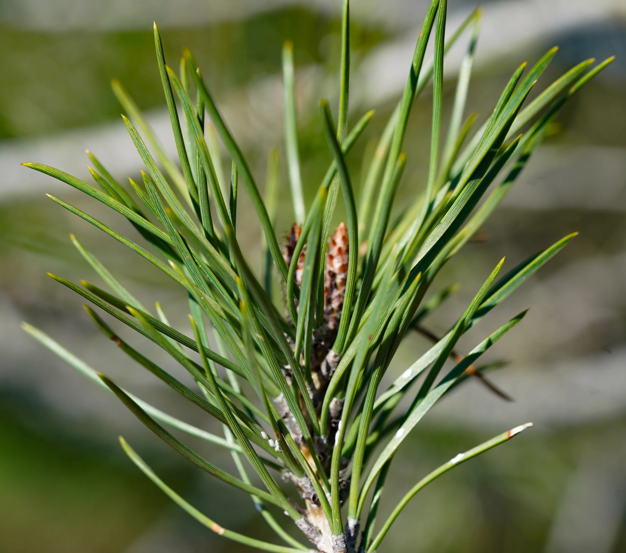Pinus pinea