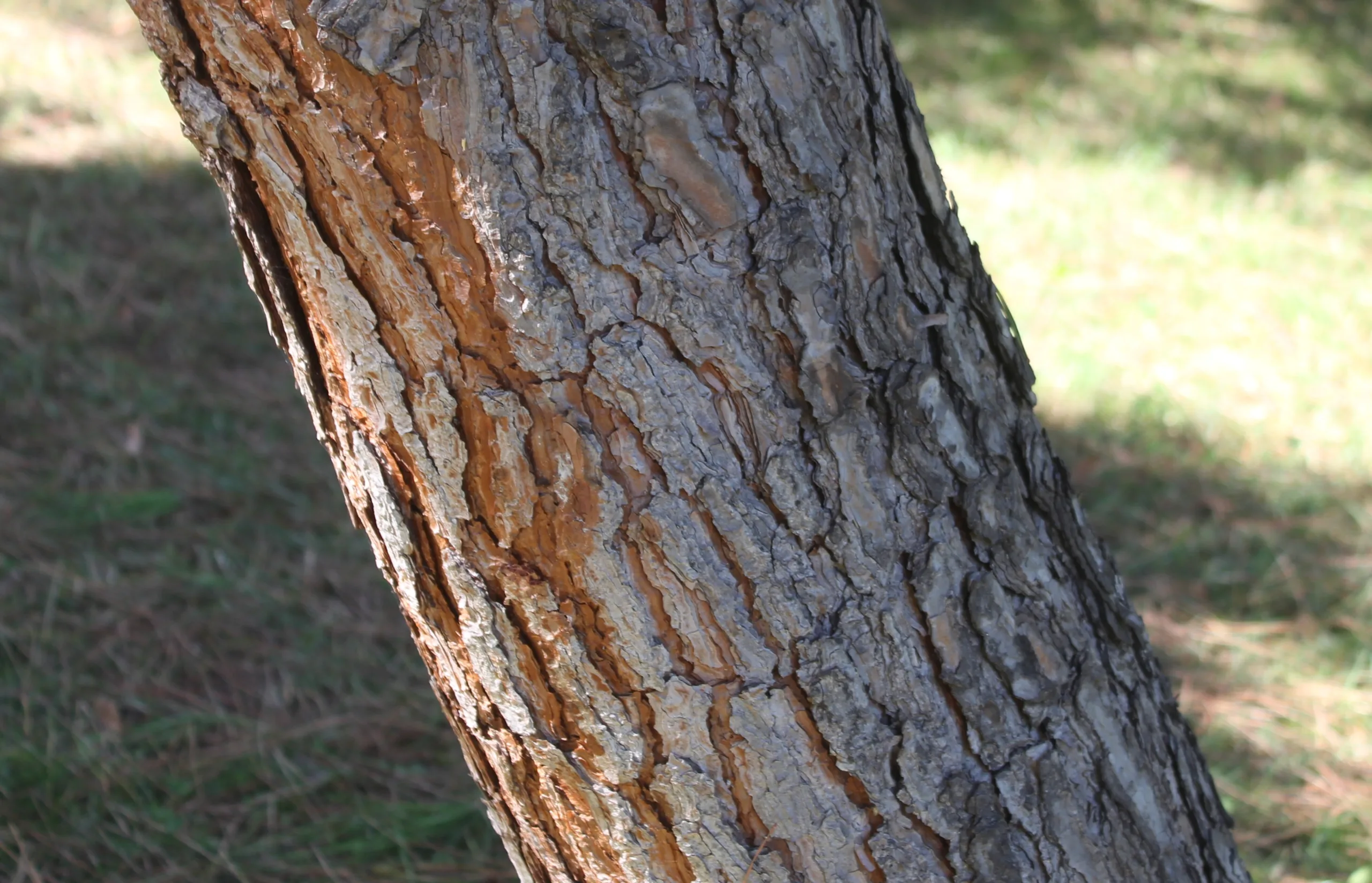 Pinus pinea