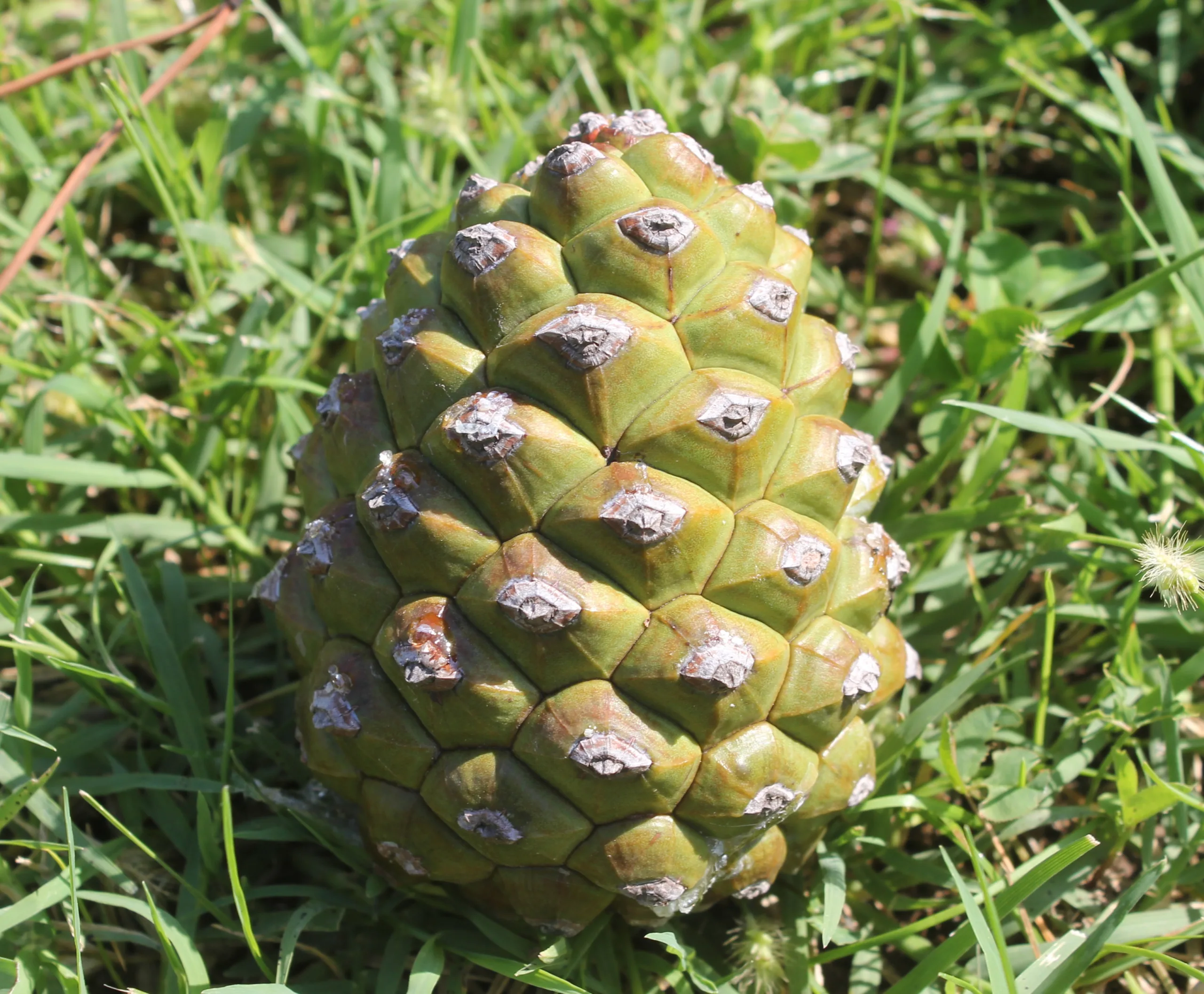 Pinus pinea (Fıstık çamı)