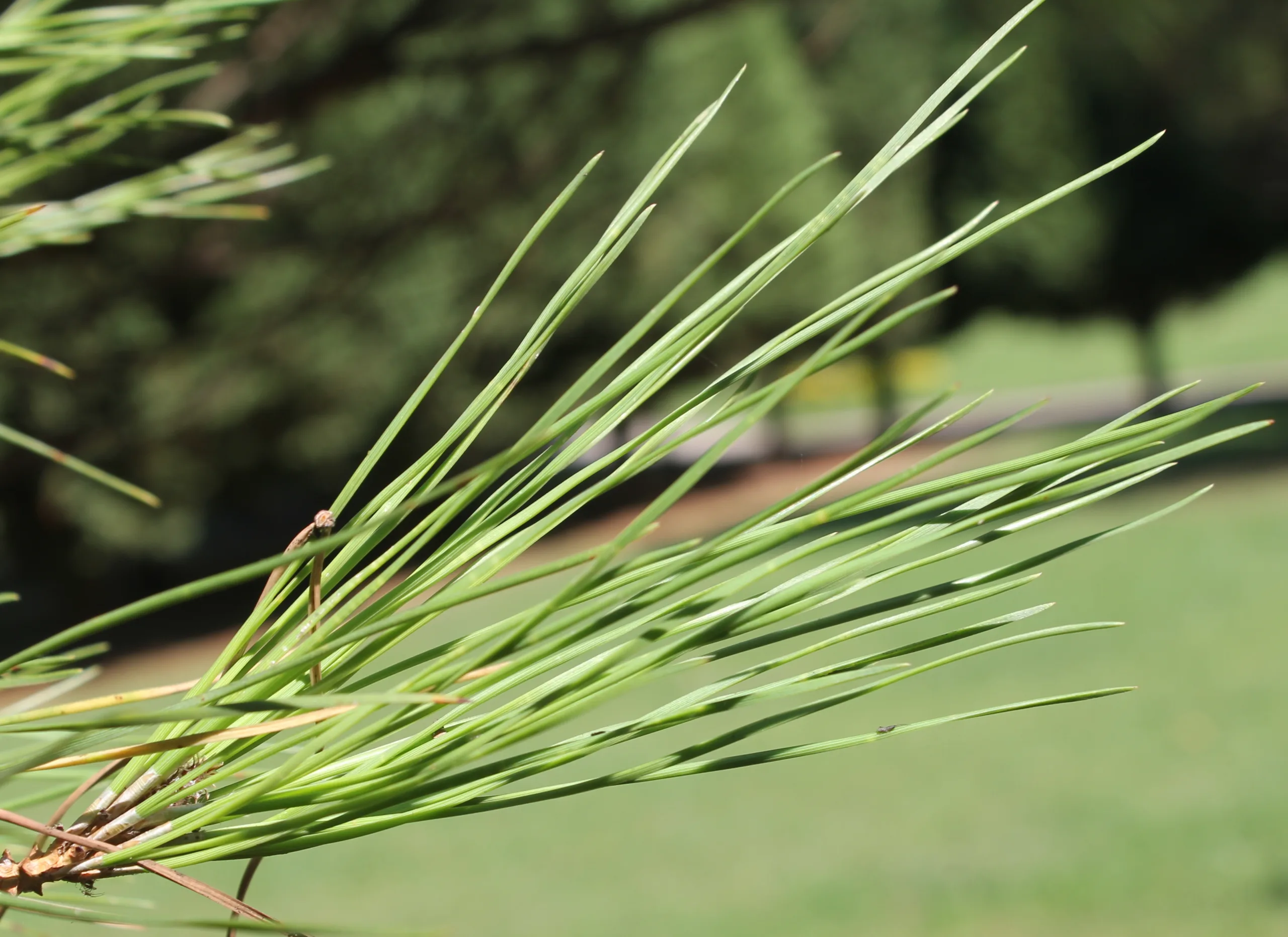 Pinus pinea