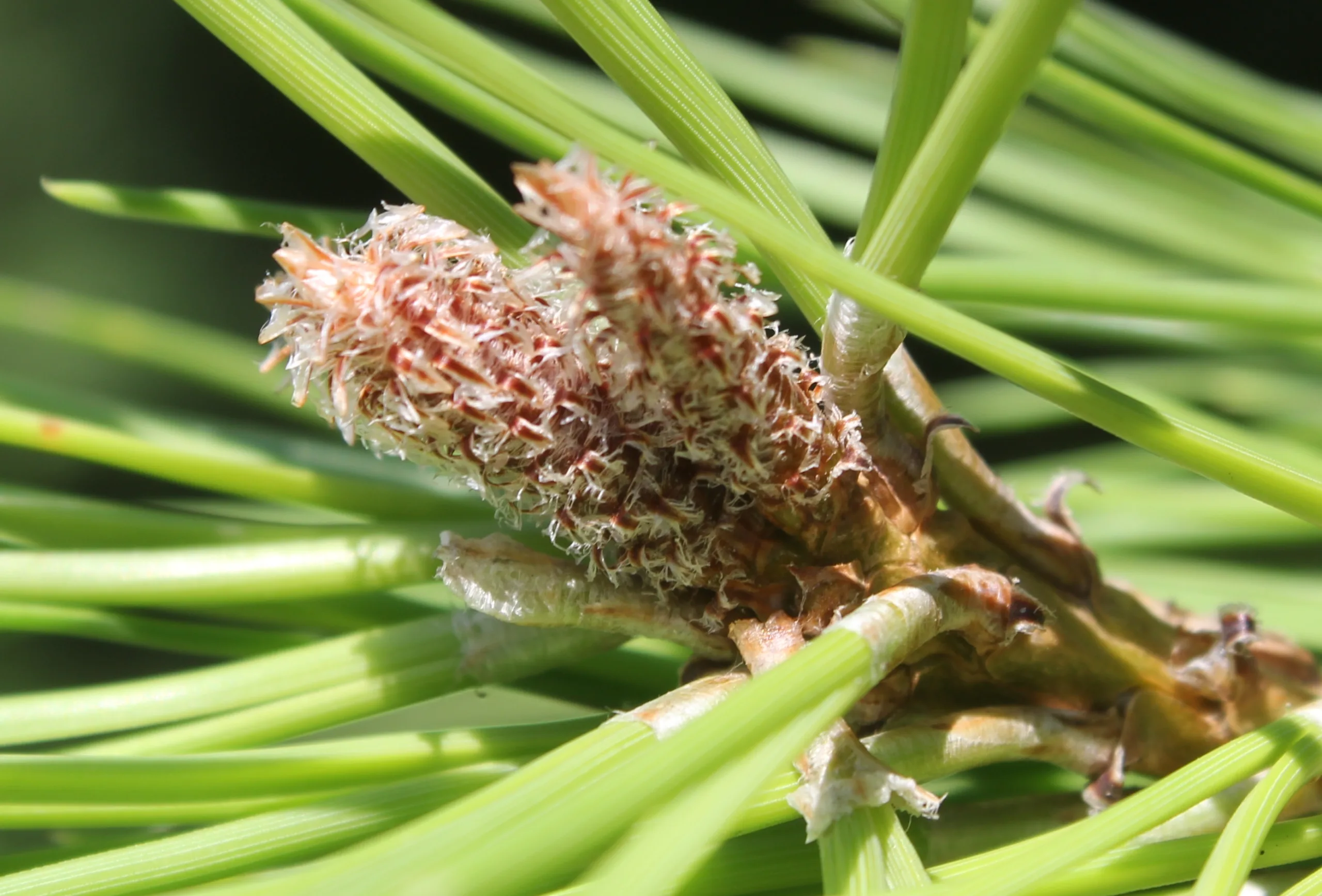 Pinus pinea