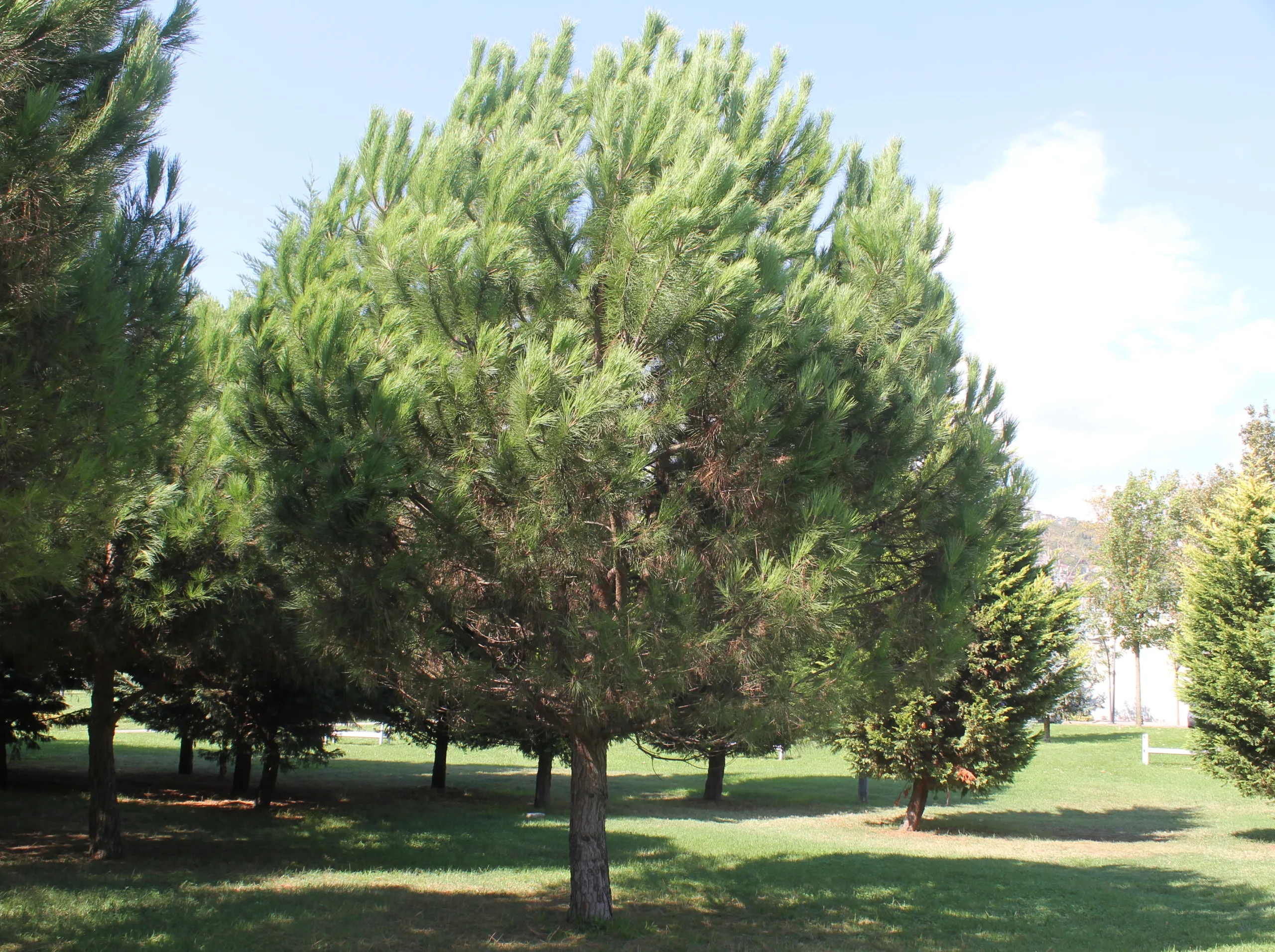 Pinus pinea