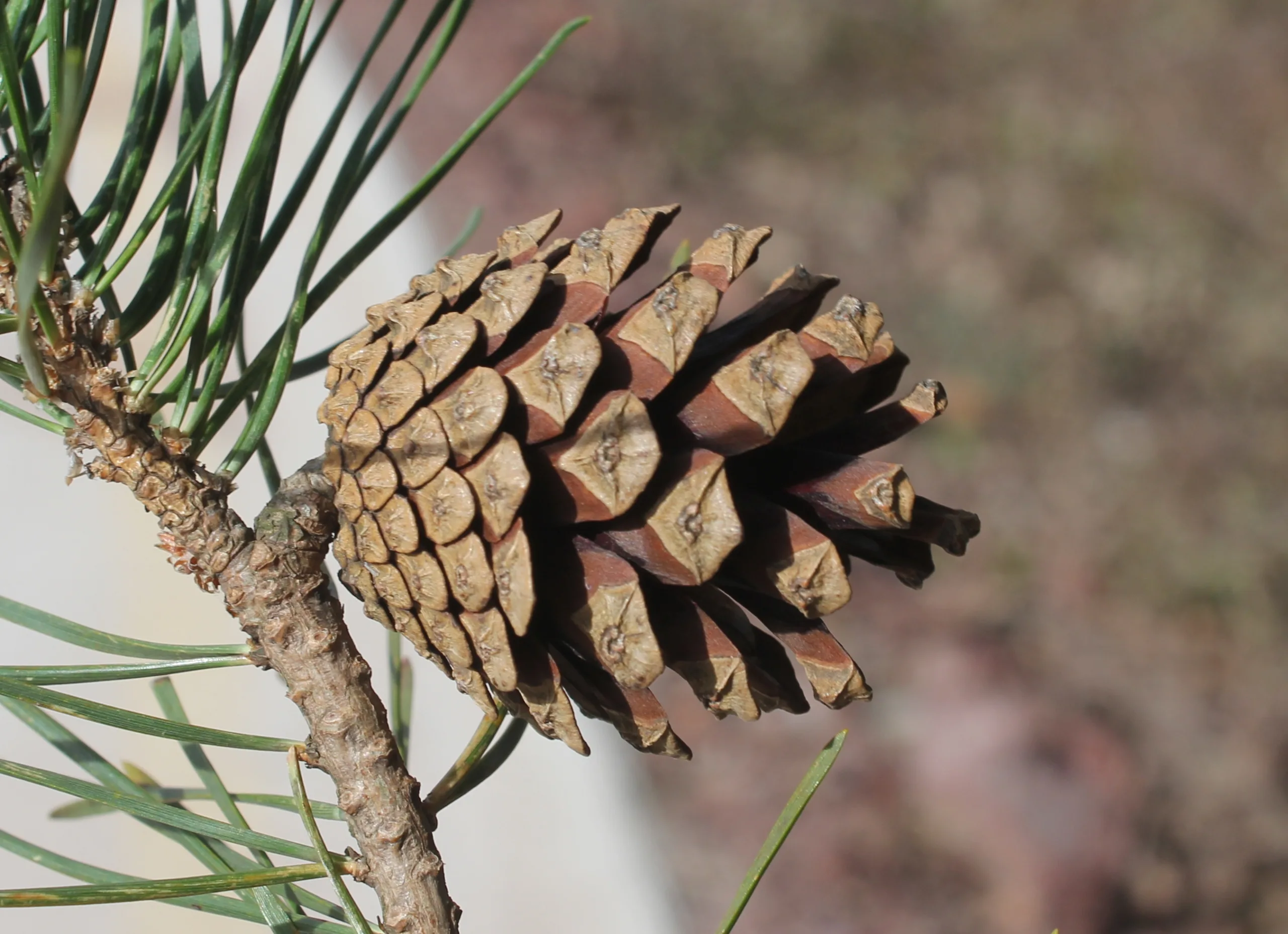 Pinus sylvestris var. hamata (Sarı çam)