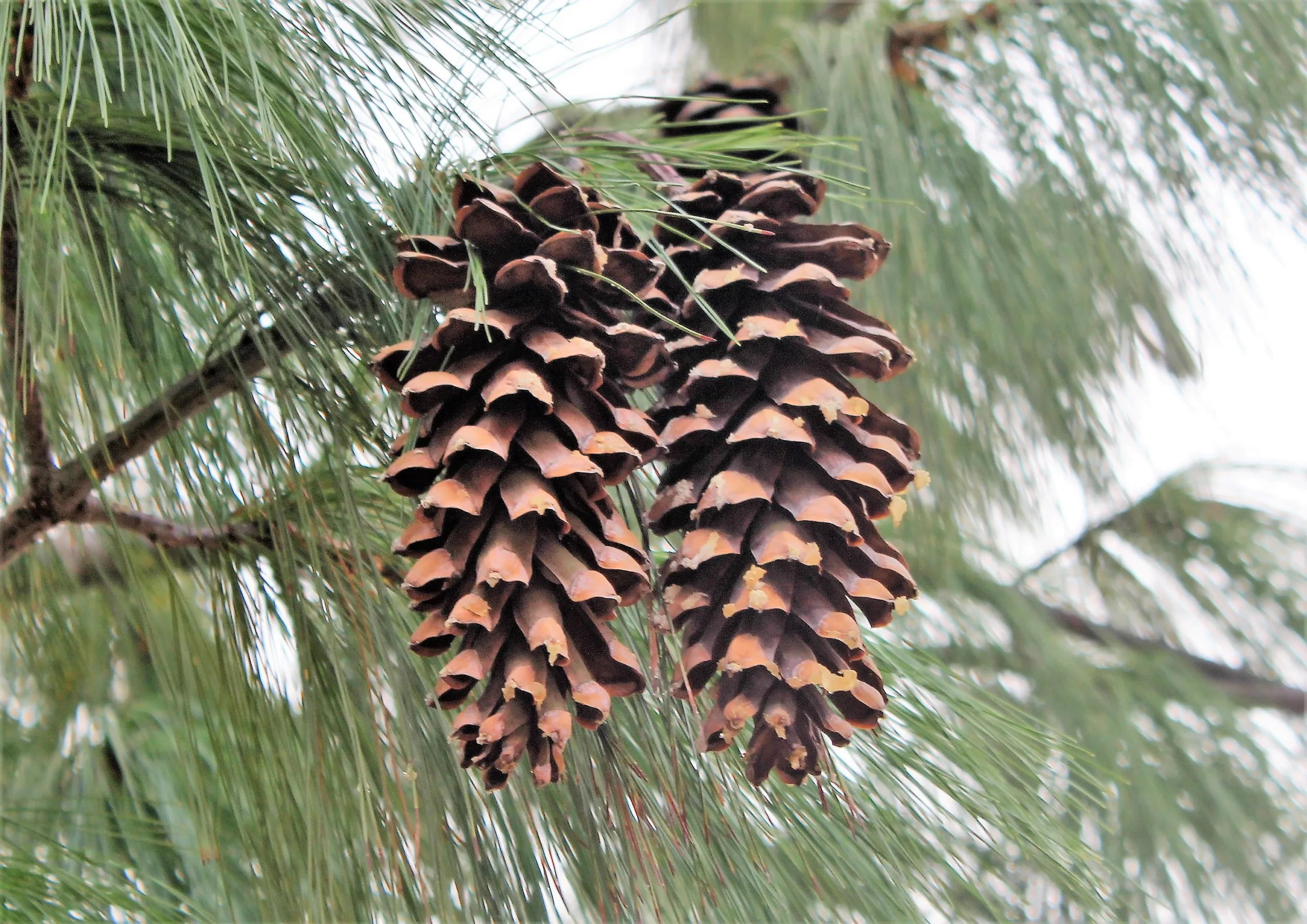 Pinus wallichiana (Ağlayan çam)