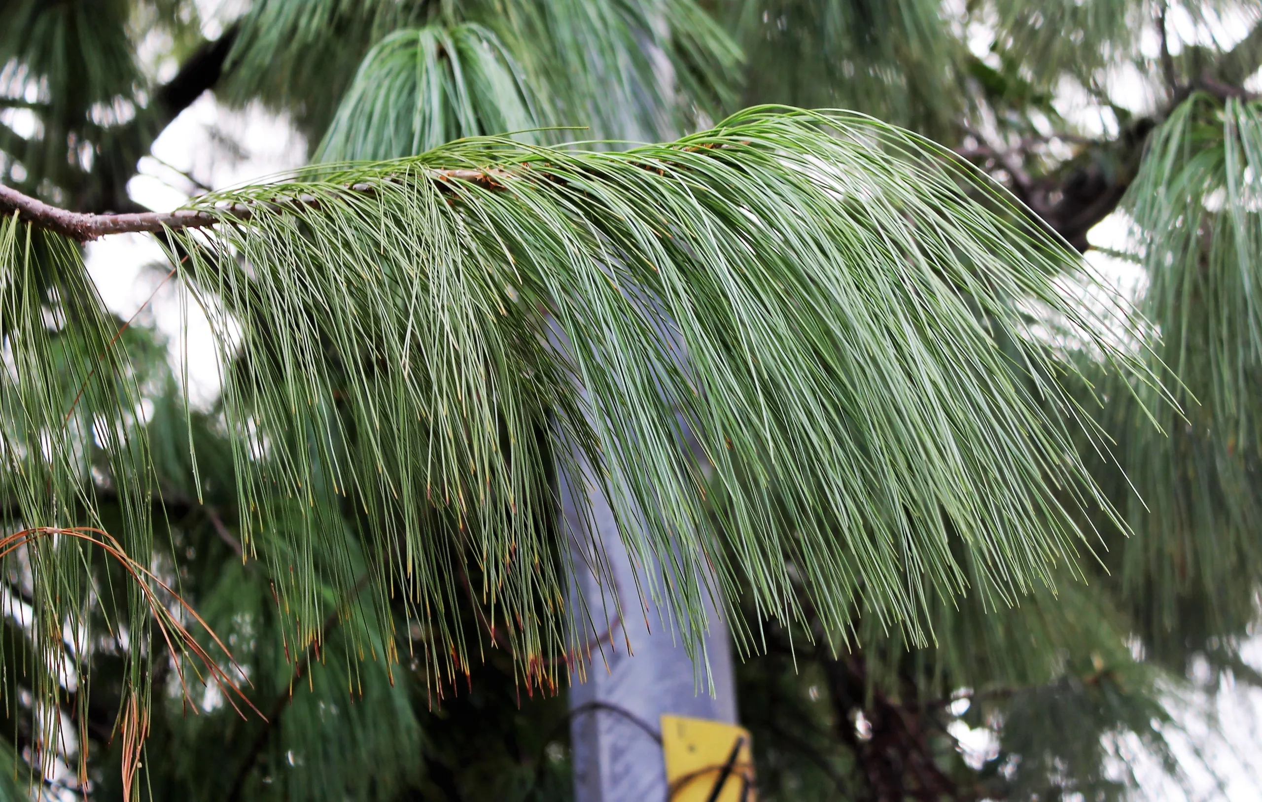 Pinus wallichiana