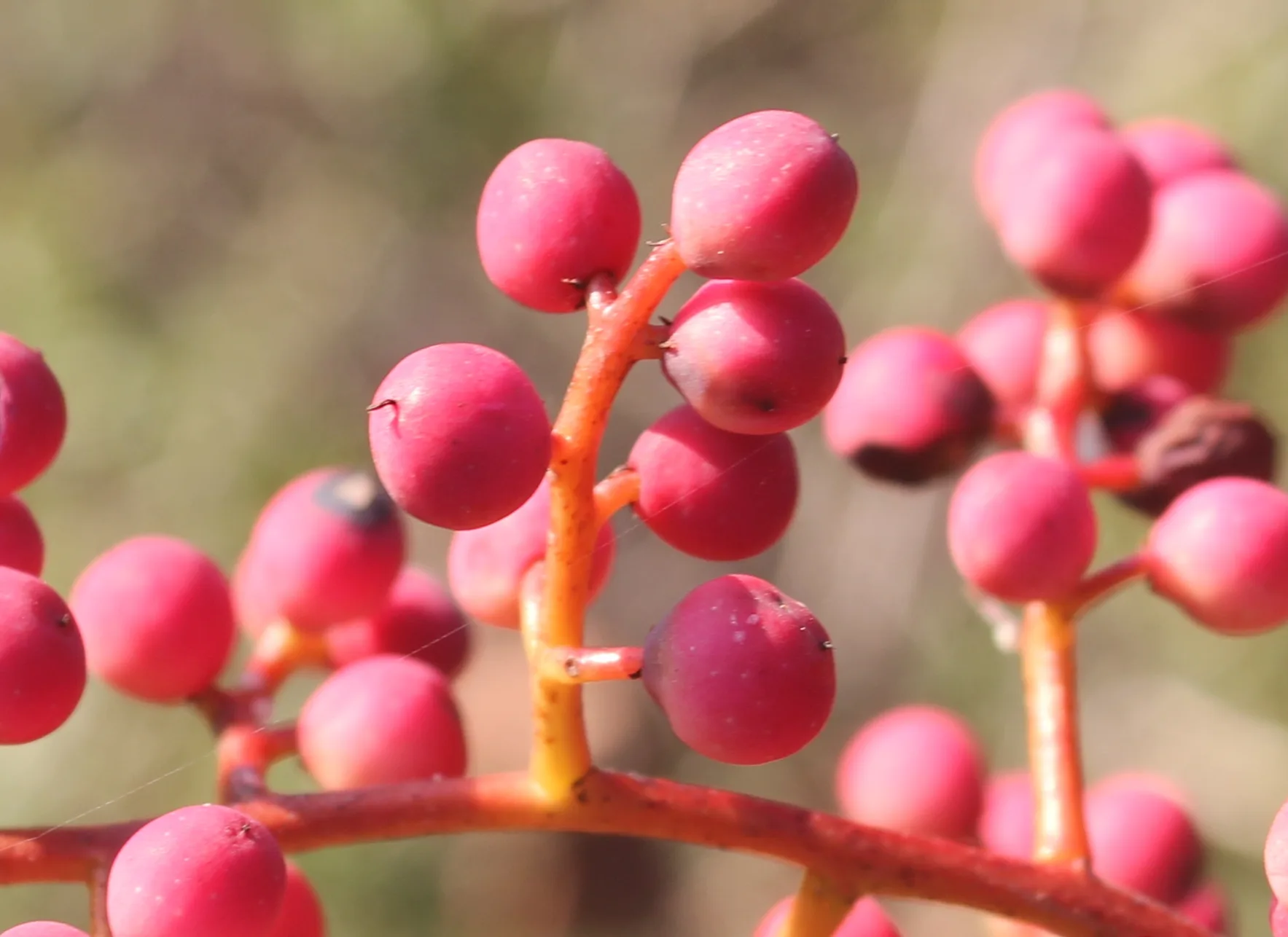 Pistacia terebinthus