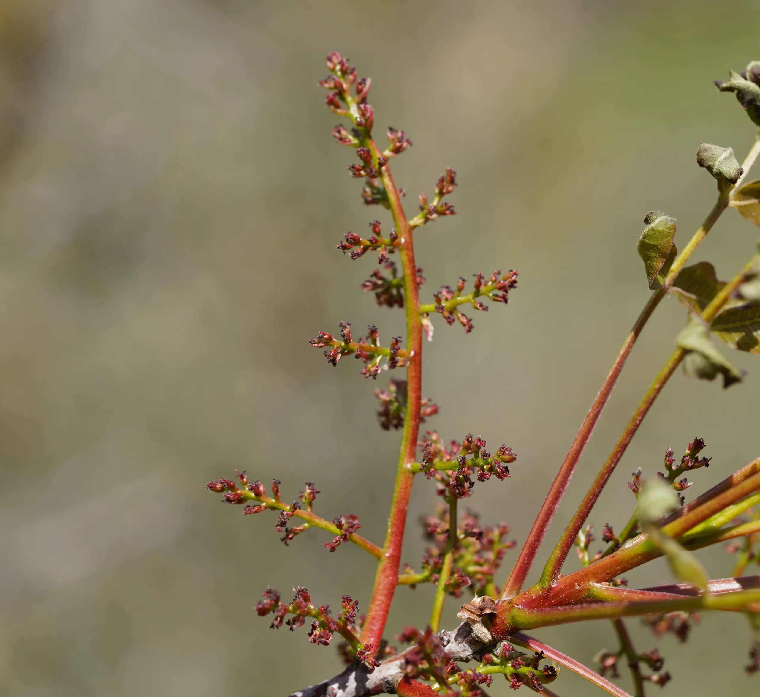 Pistacia terebinthus