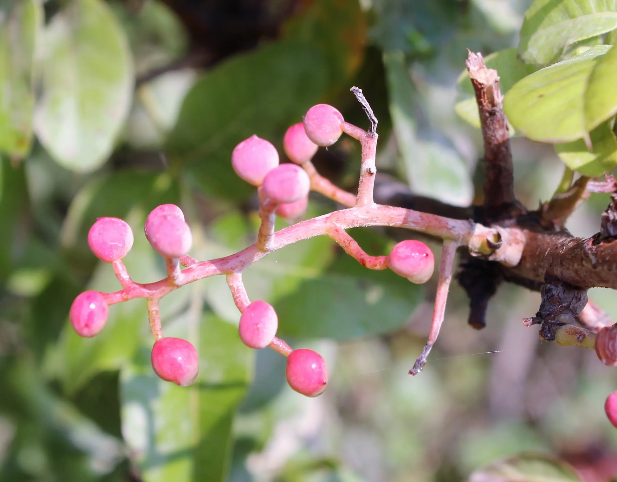Pistacia terebinthus
