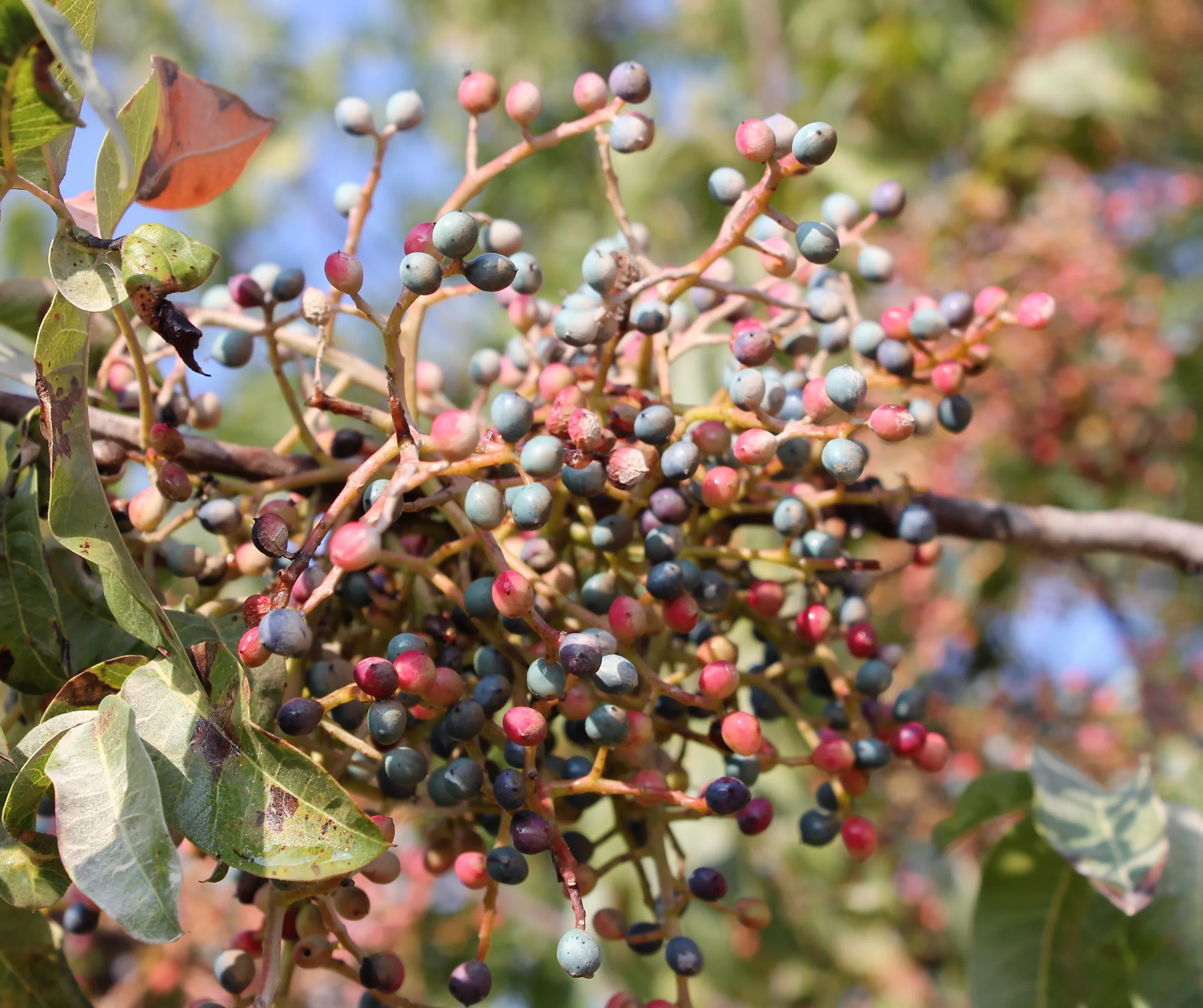 Pistacia terebinthus