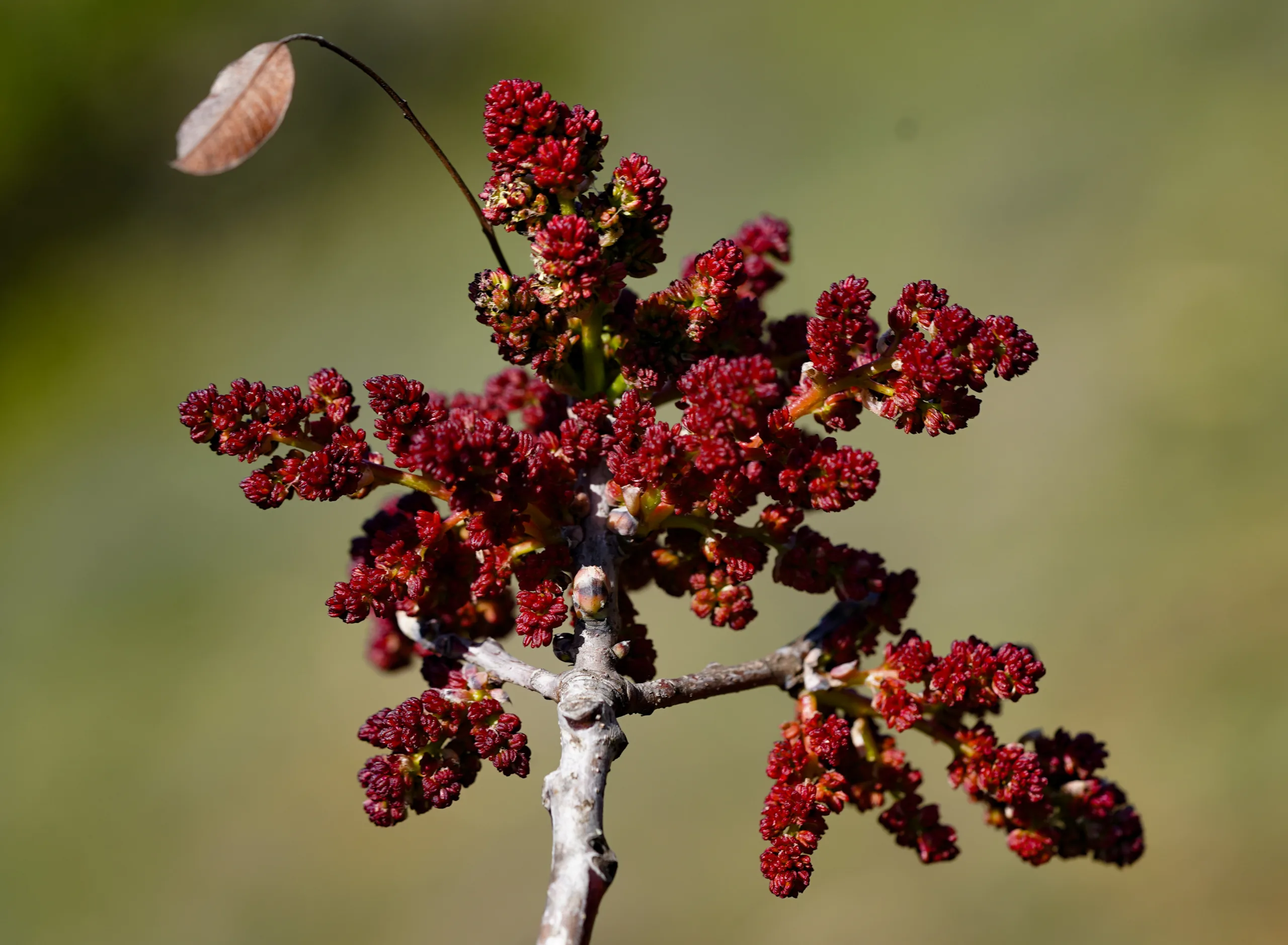 Pistacia terebinthus