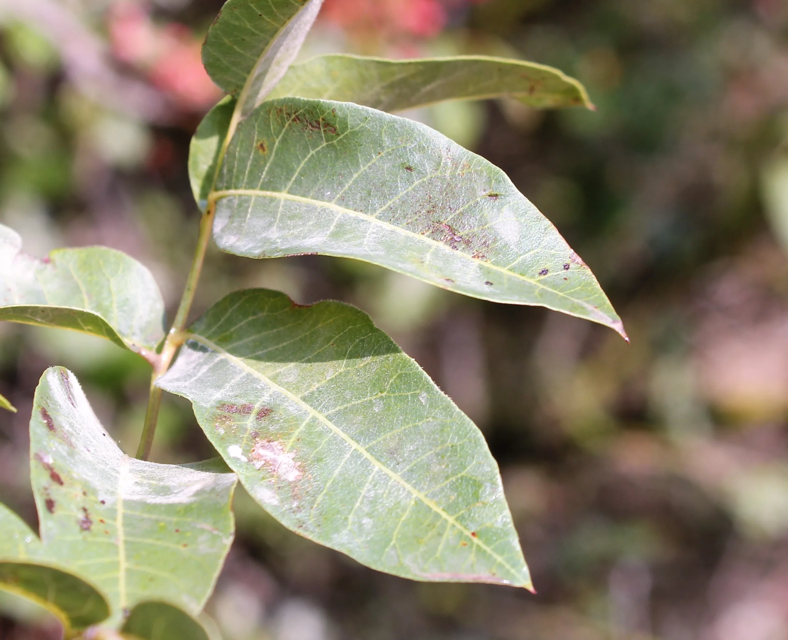Pistacia terebinthus